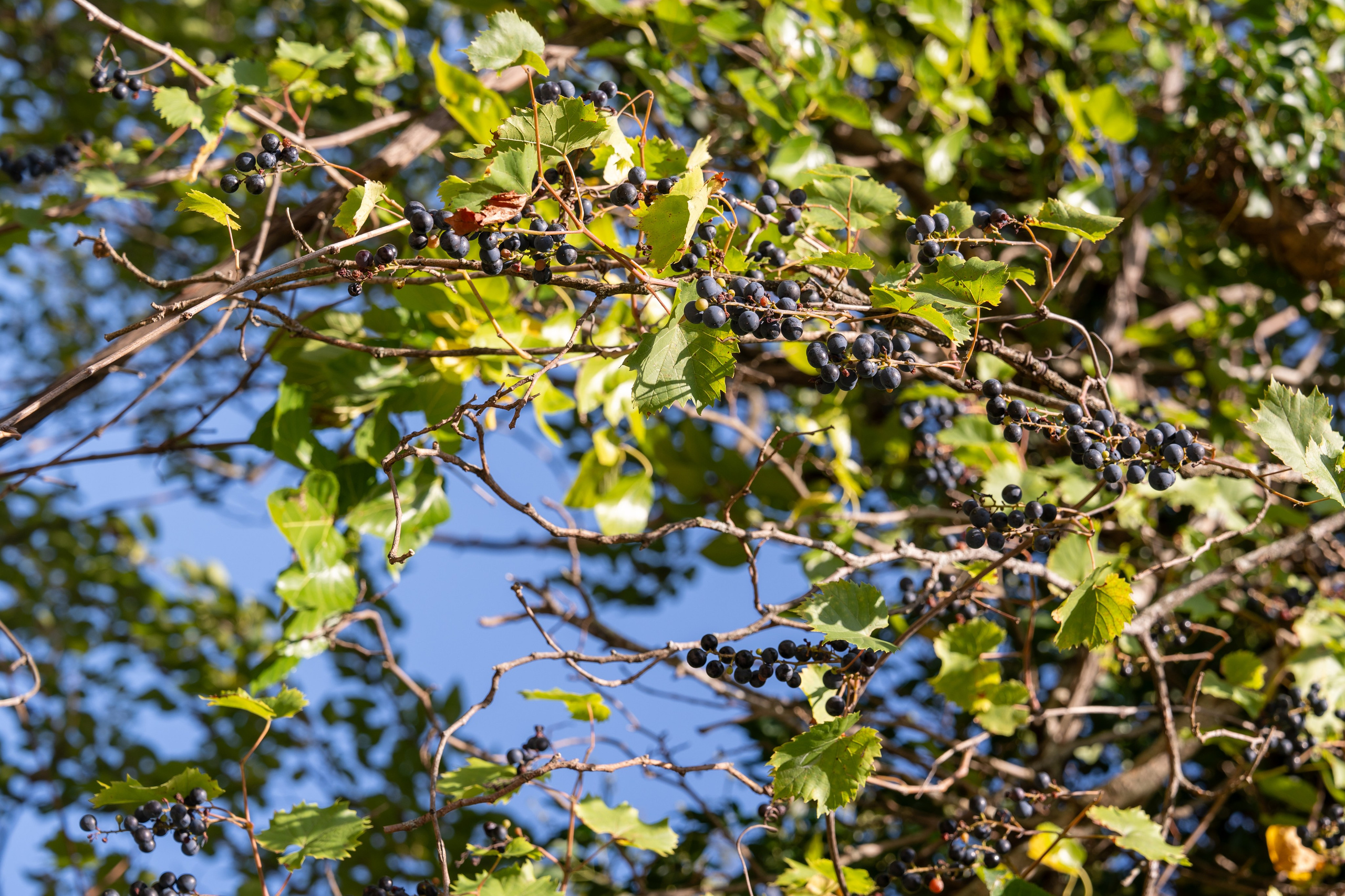 Mice мероприятие — тур по Абхазии. Репортажный фотограф в Красной Поляне и Сочи Павлюченко Екатерина