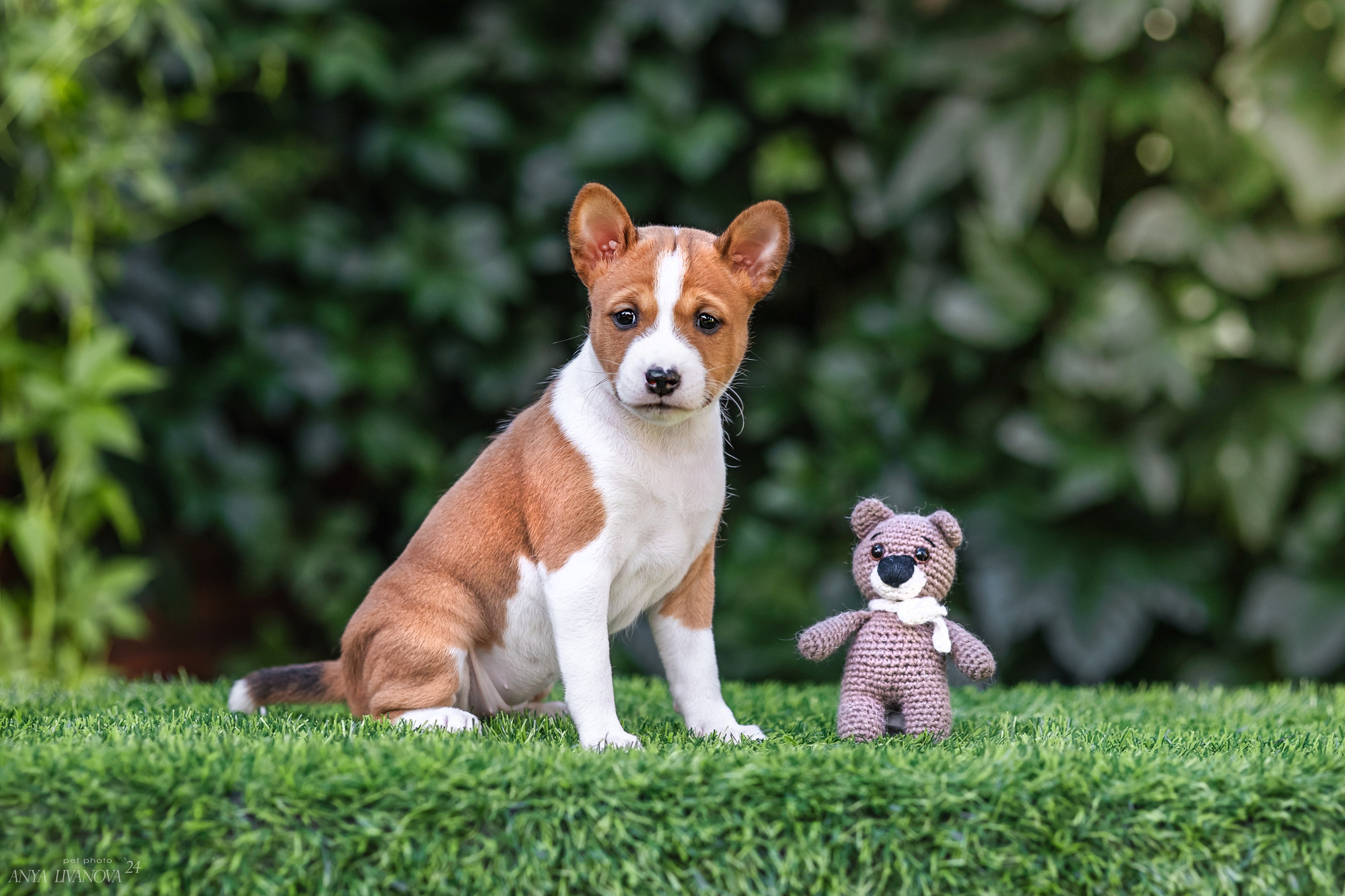 Басенджи. Фотограф анималист Аня Ливанова | Рыбинск