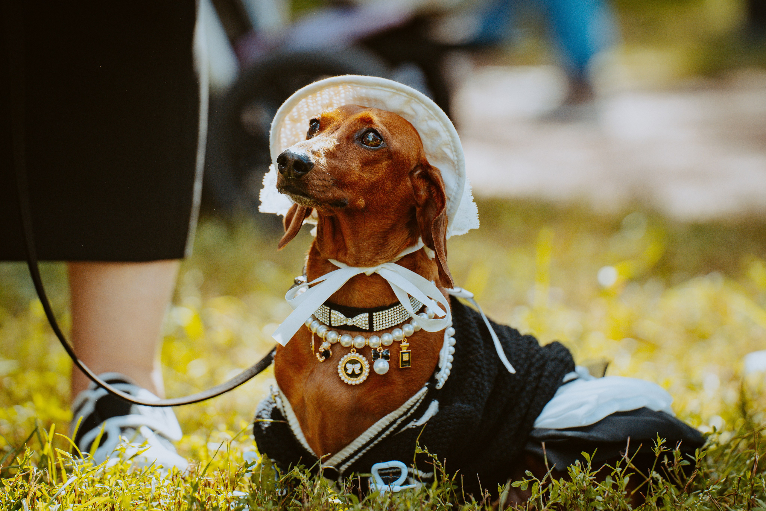 Такспарад. Фотограф анималист в Спб недорого Олеся Майорова