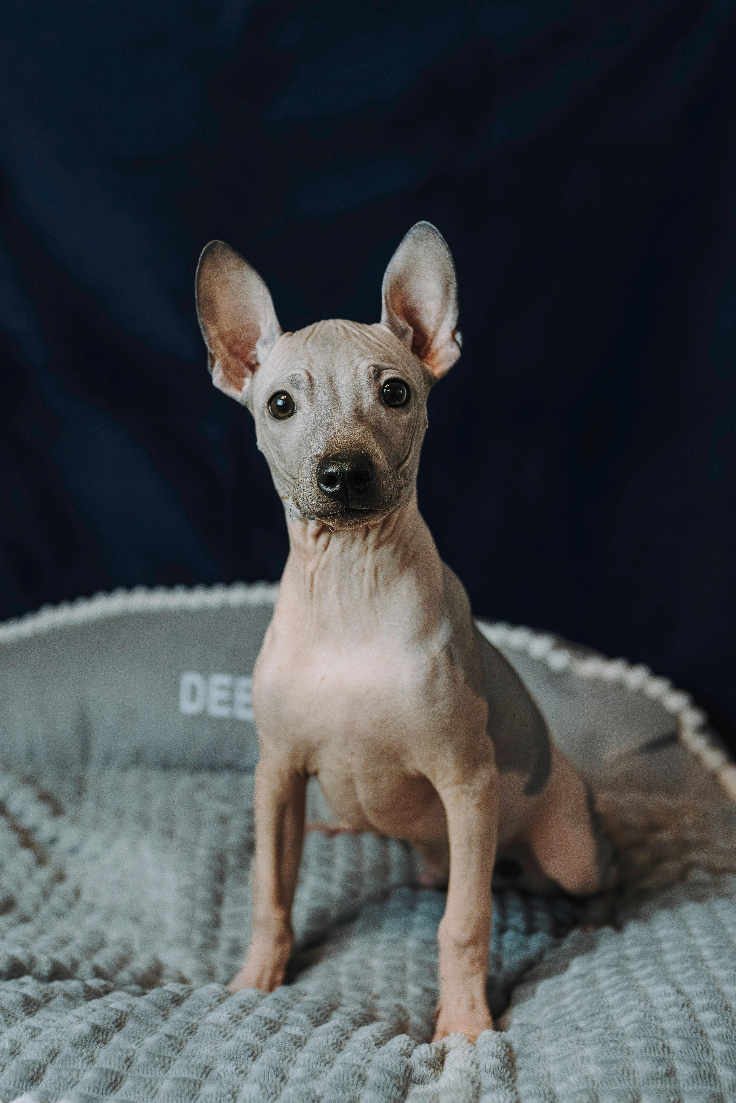 Малыши американского голого терьера. Фотограф анималист в Спб недорого Олеся Майорова