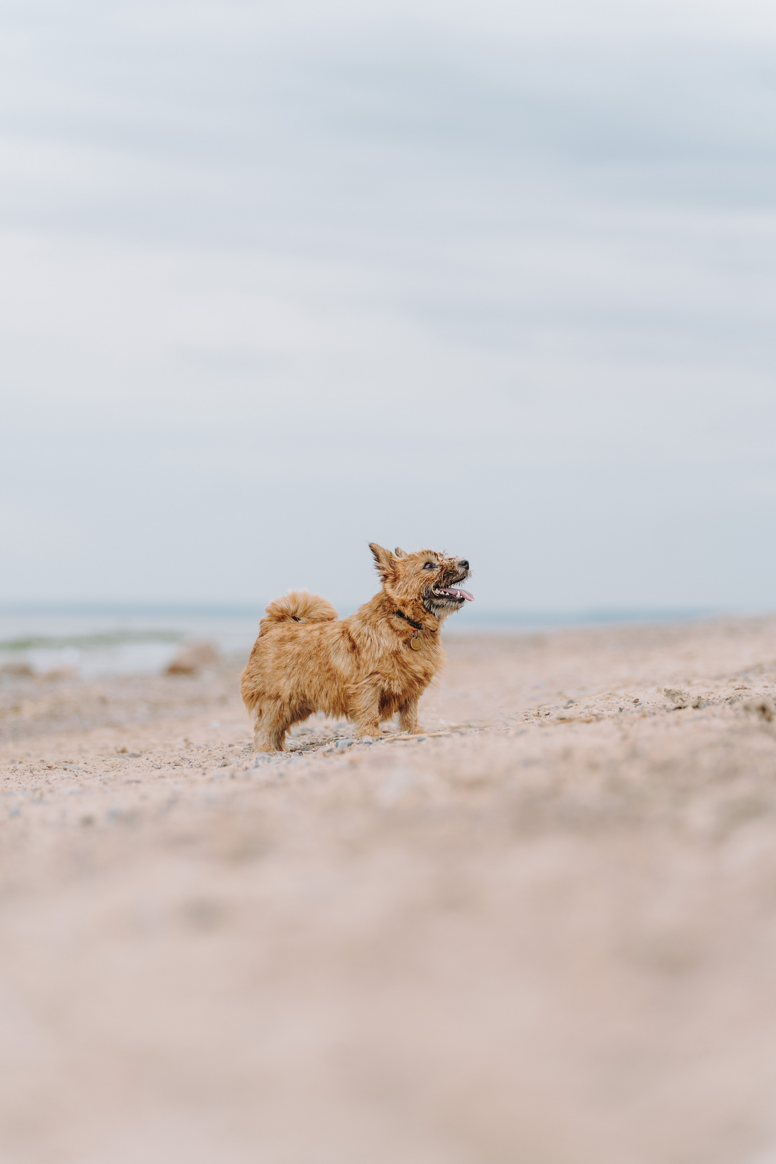 Семейная фотосессия с собакой Спб. Фотограф анималист в Спб недорого Олеся Майорова