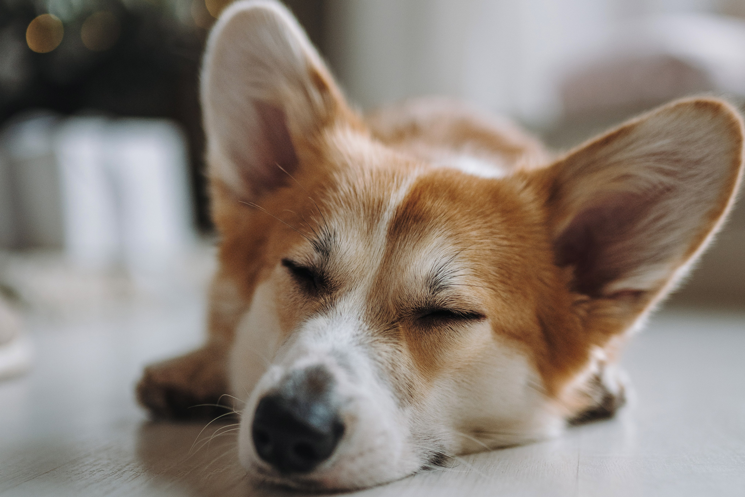 Александра и Бри. Фотограф анималист в Спб недорого Олеся Майорова