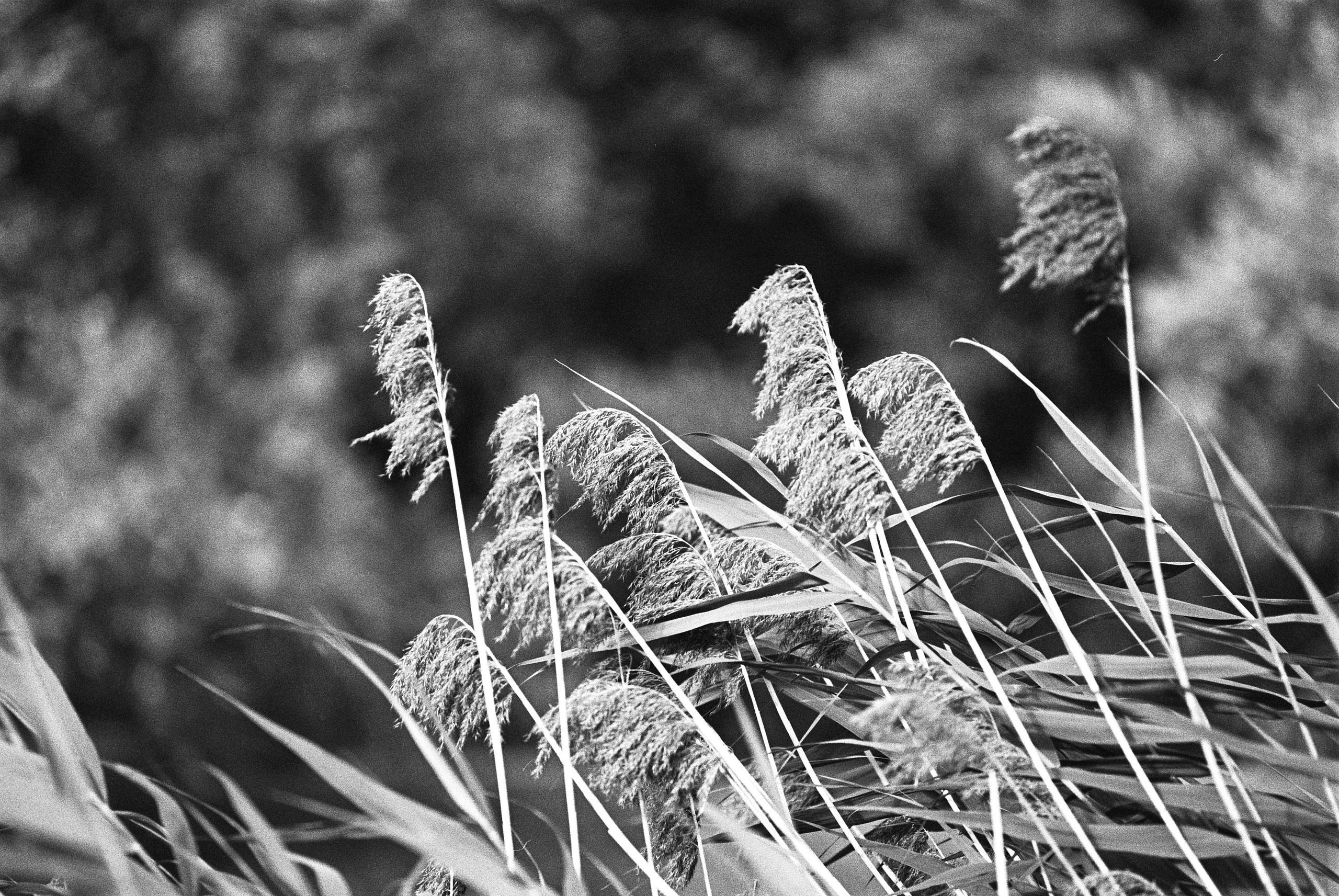 Фотосессии на пленочный фотоаппарат Nikon F6