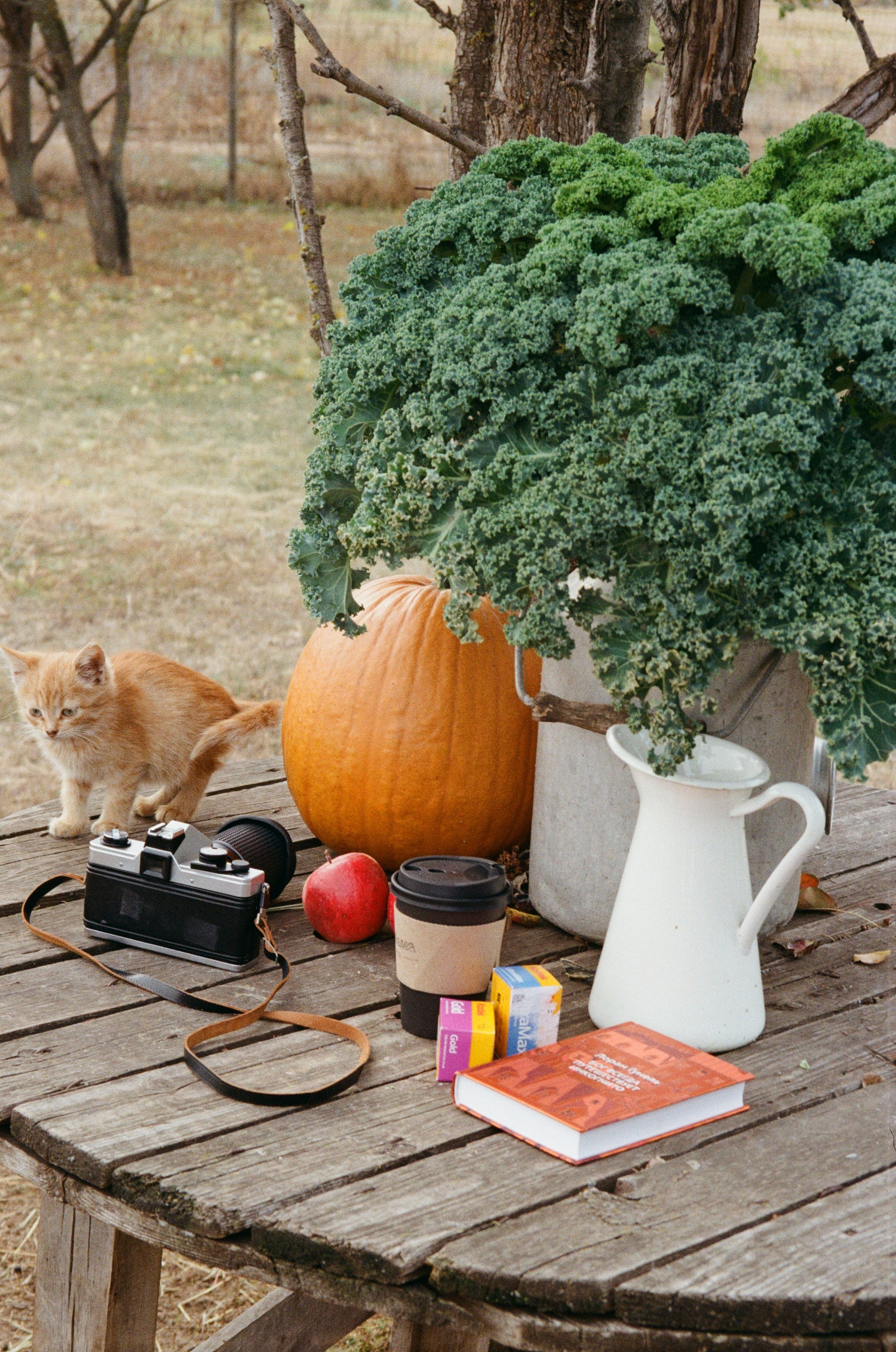 Пленочная фотография. ТАТИ | Татьяна Тихонова | фотограф | Тольятти Самара