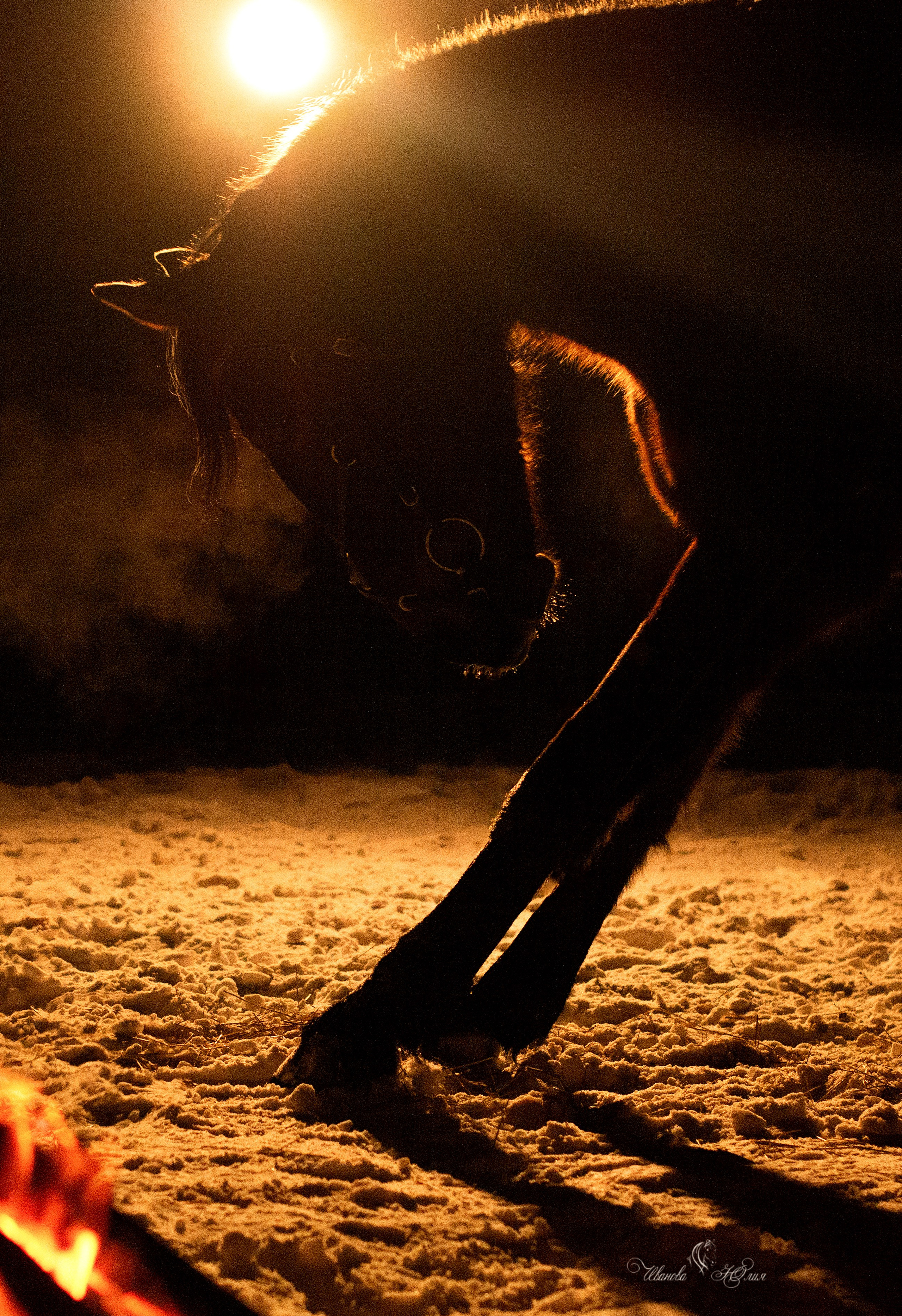 Лошади. Конный фотограф в Саратове Юлия Иванова