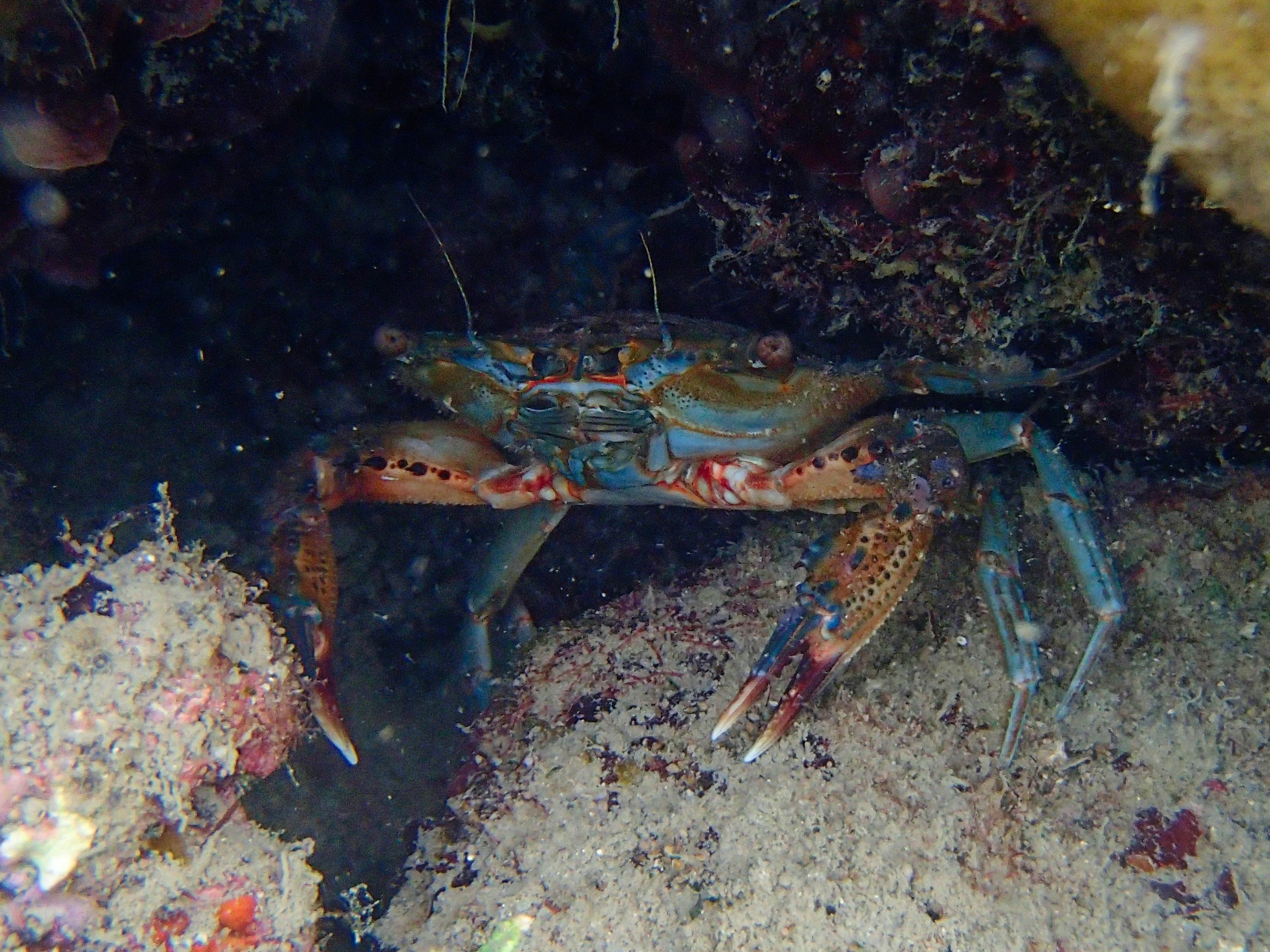 Рыбов показываю