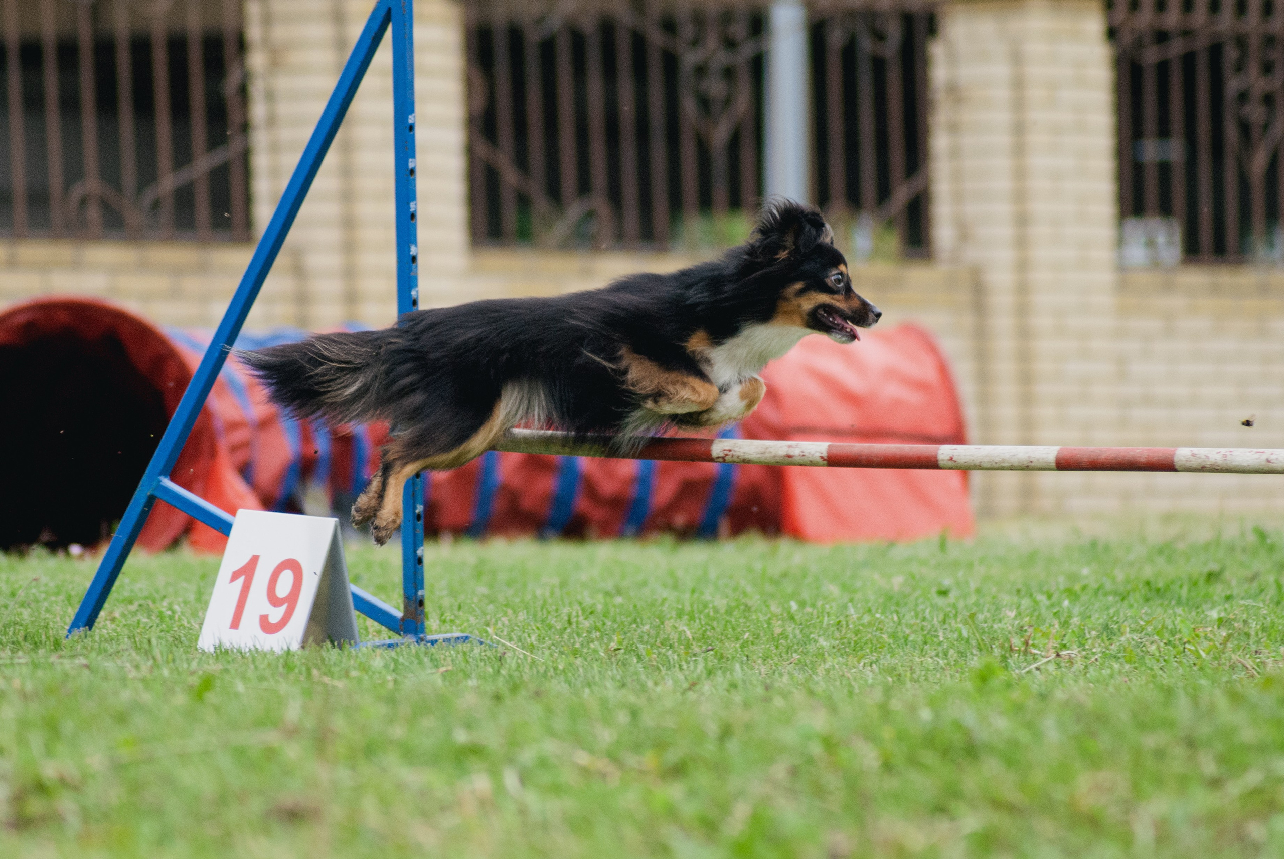 Аджилити. Фотограф в Тюмени Лизавета Сапицкая