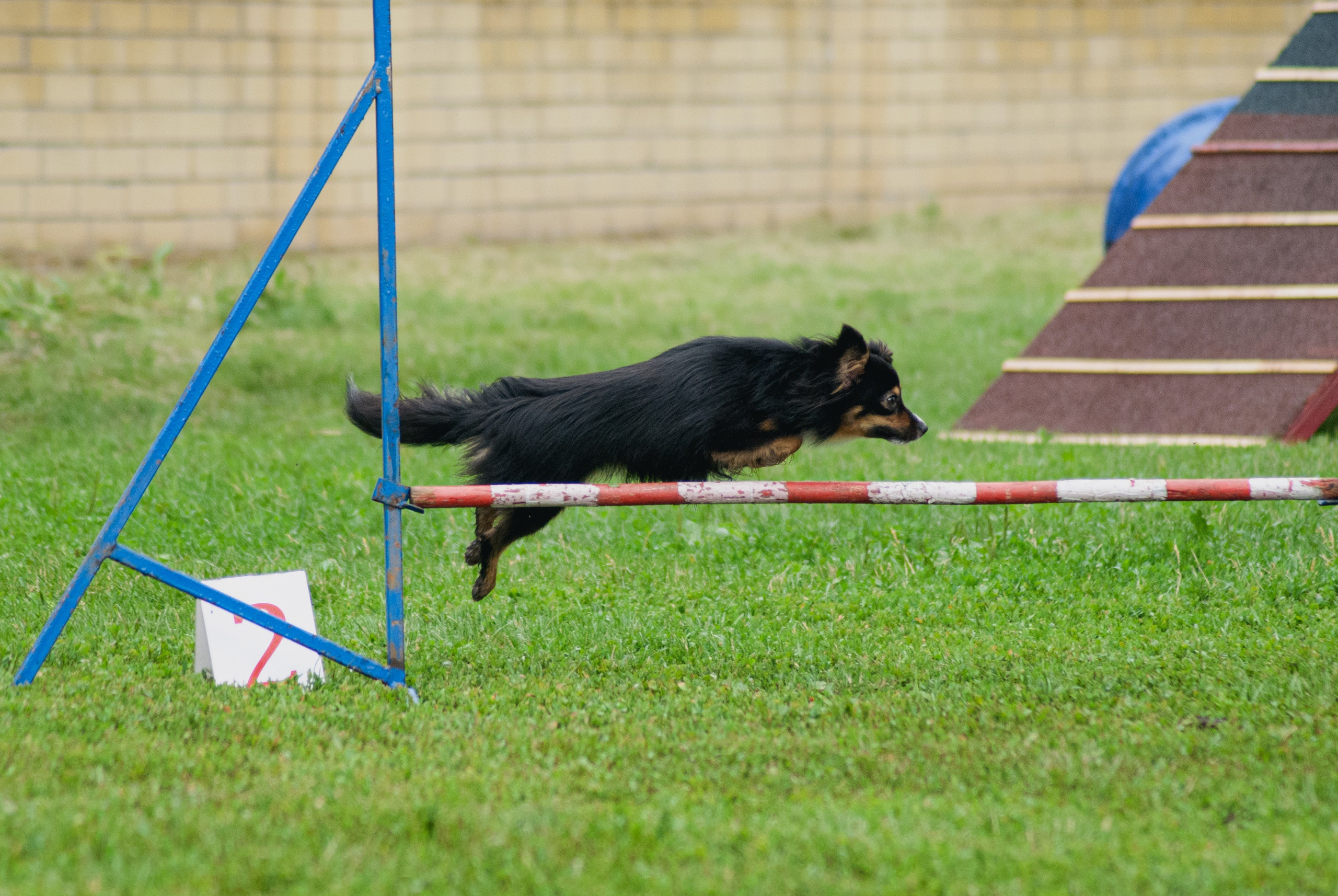 Аджилити. Фотограф в Тюмени Лизавета Сапицкая