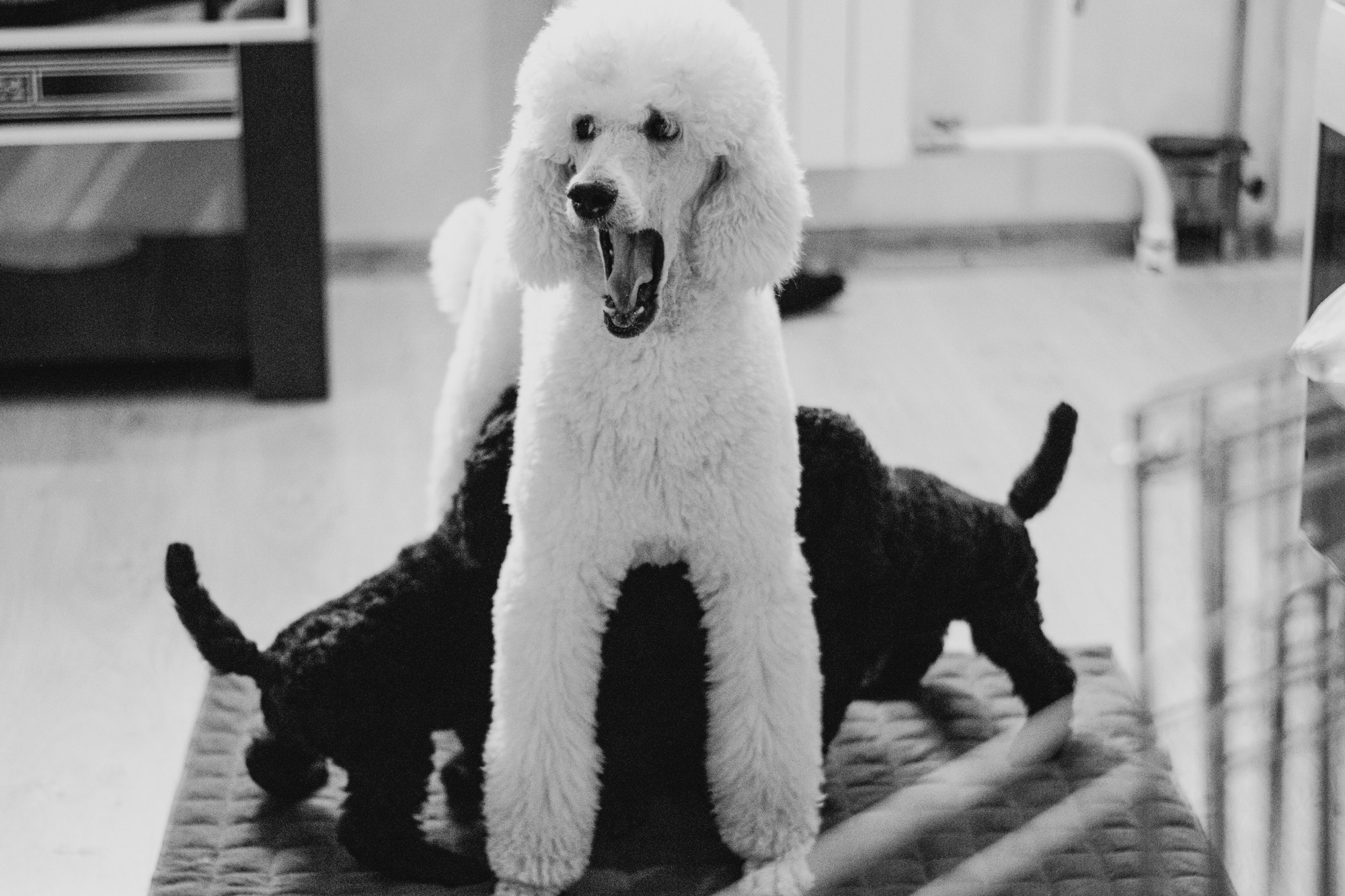 Щенки пуделя. Фотограф в Тюмени Лизавета Сапицкая