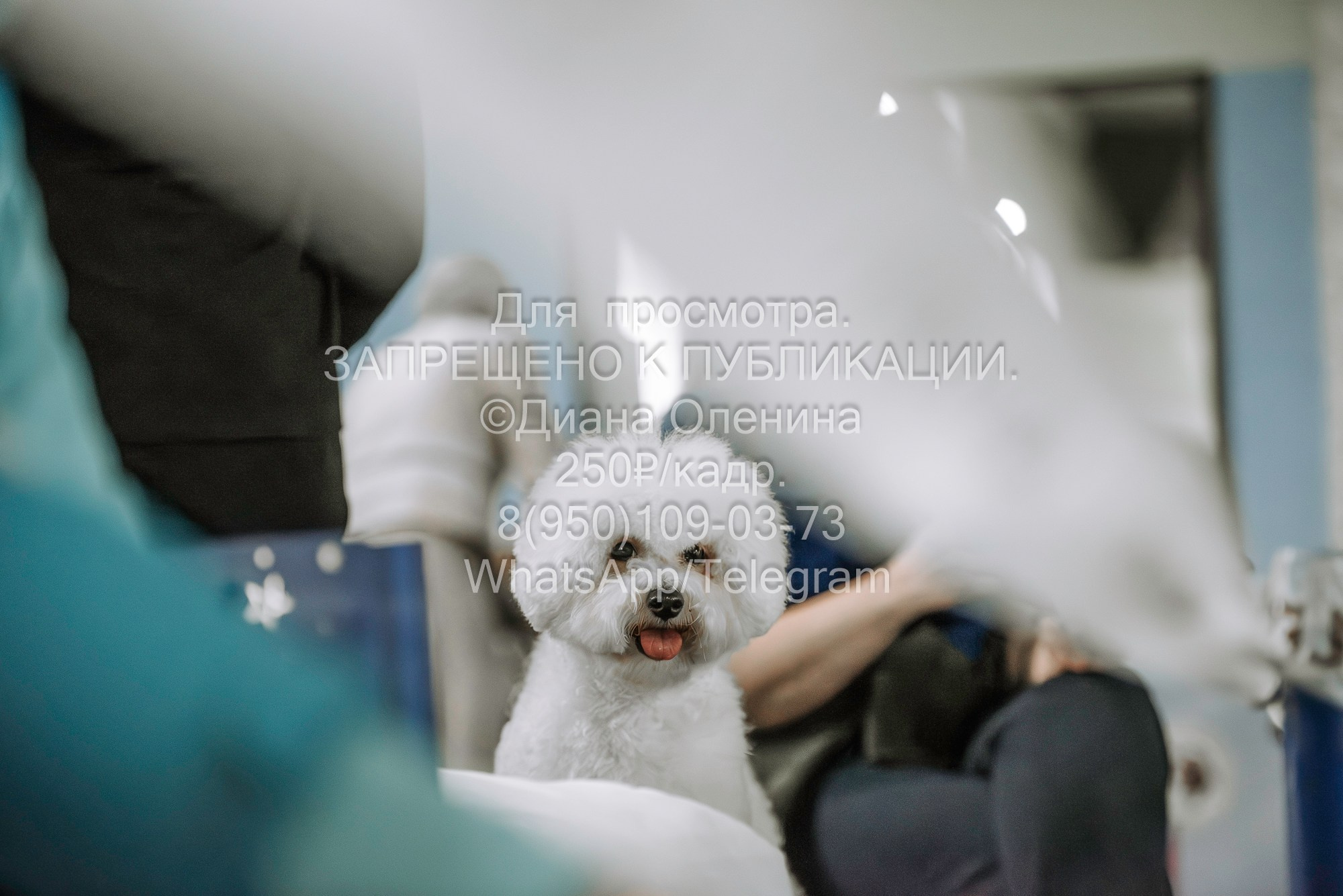 Выставка собак Красноярск 29.10.2023. Фотограф Диана Оленина Красноярск / Братск