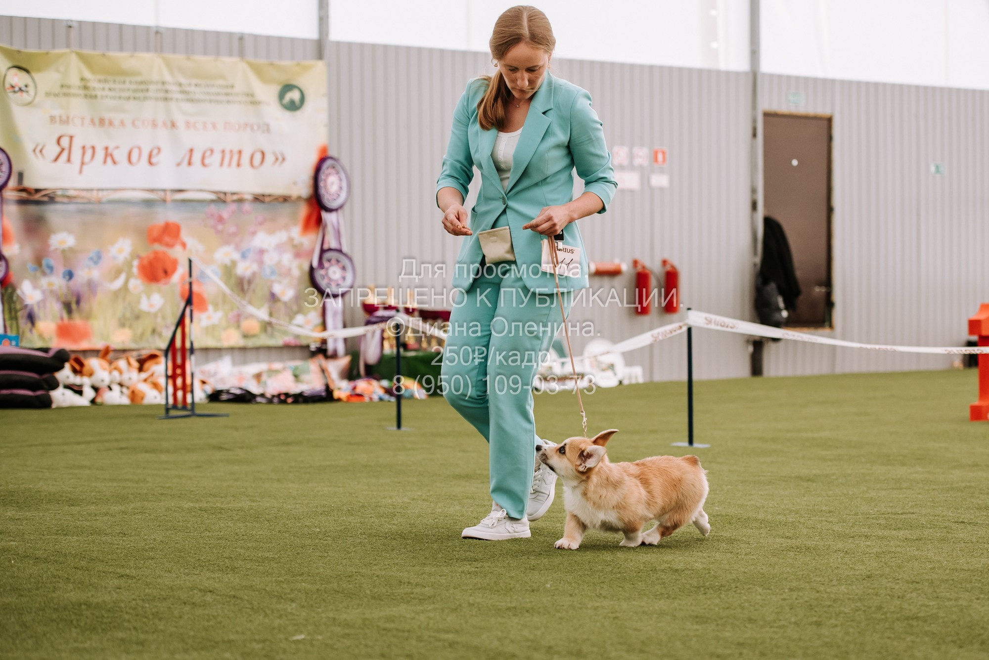 Выставка собак Красноярск 2.06. Фотограф Диана Оленина Красноярск / Братск