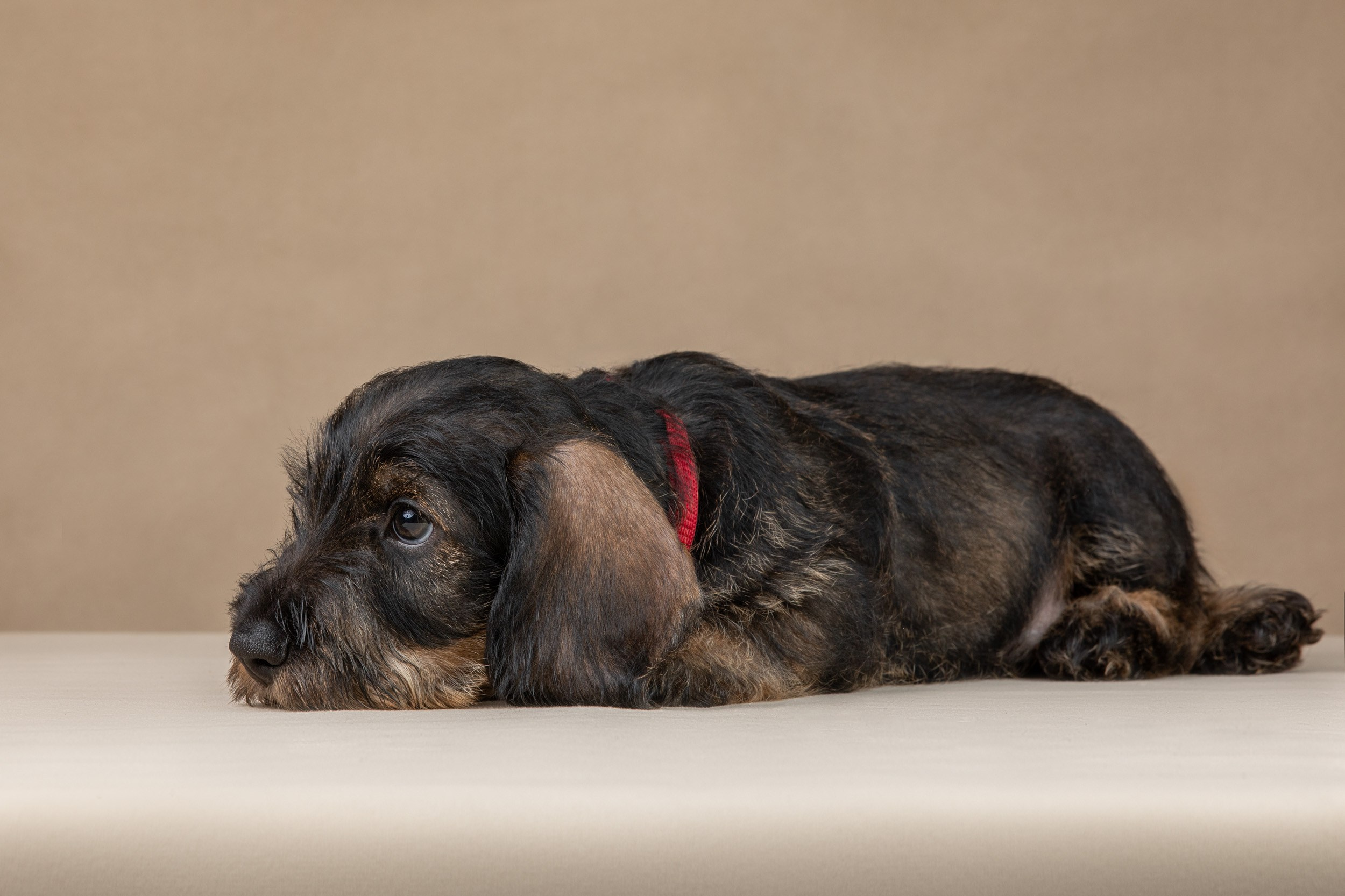 Съемка щенков жесткошерстной таксы на бежевом фоне в ящике. Фотограф-анималист в Москве и Московской области Татьяна Фролова