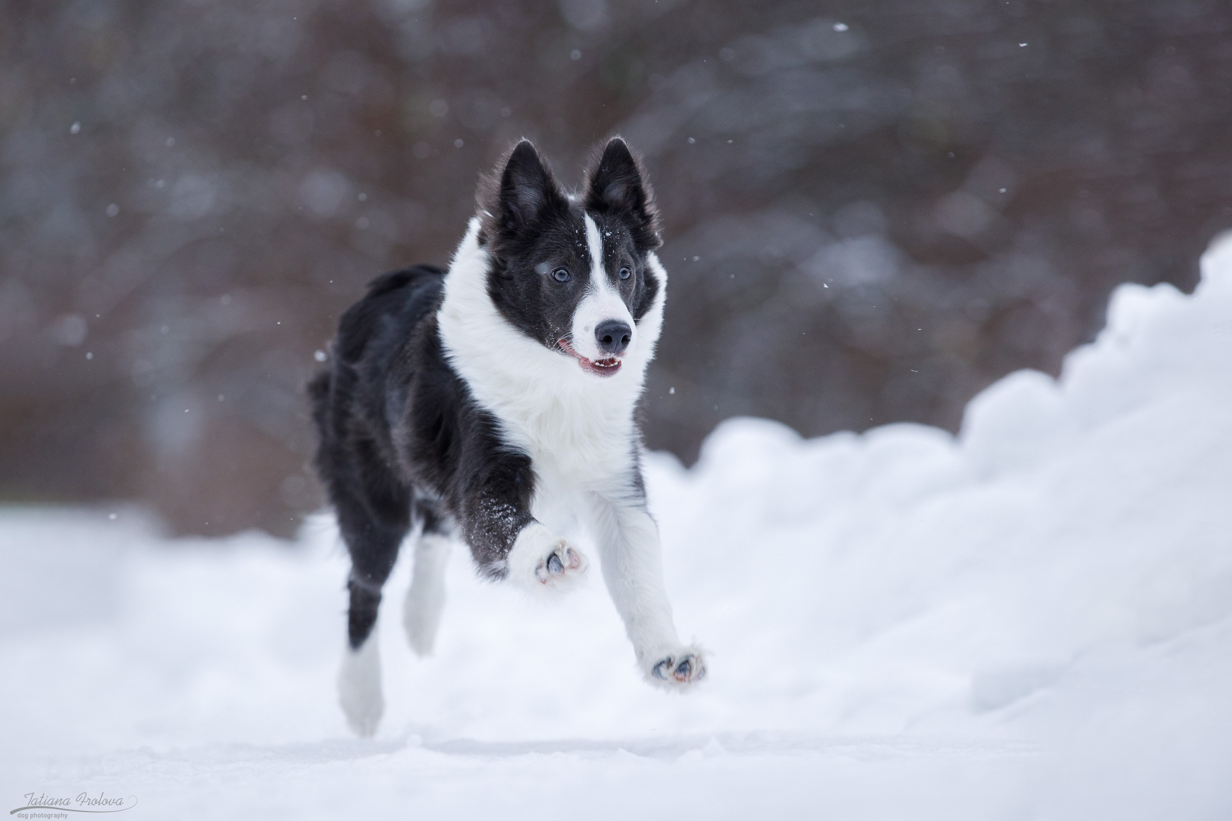 Фотосессия бордер-колли в парке. Фотограф-анималист в Москве и Московской области Татьяна Фролова