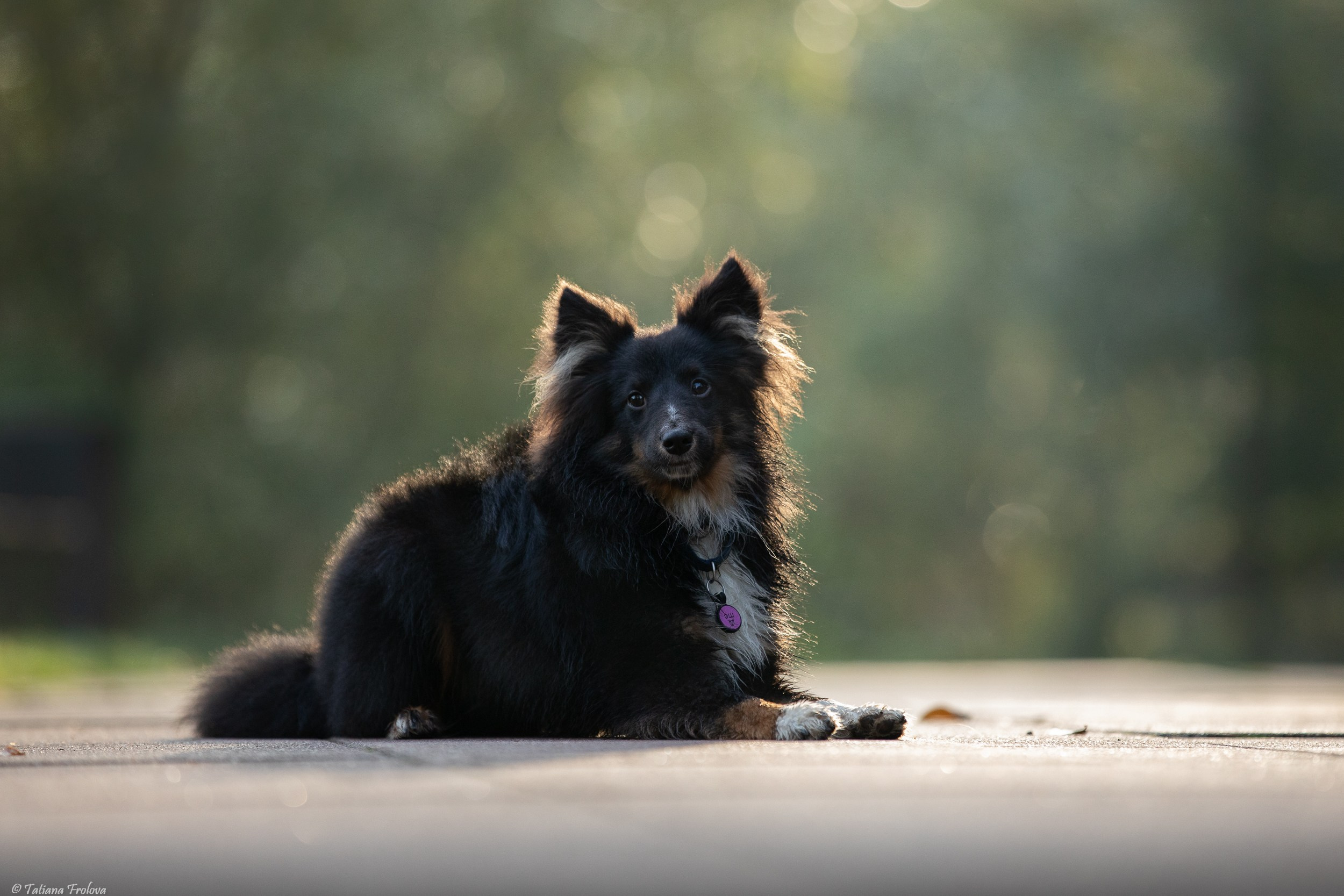 Утренняя фотопрогулка с двумя собаками по Москве. Фотограф-анималист в Москве и Московской области Татьяна Фролова