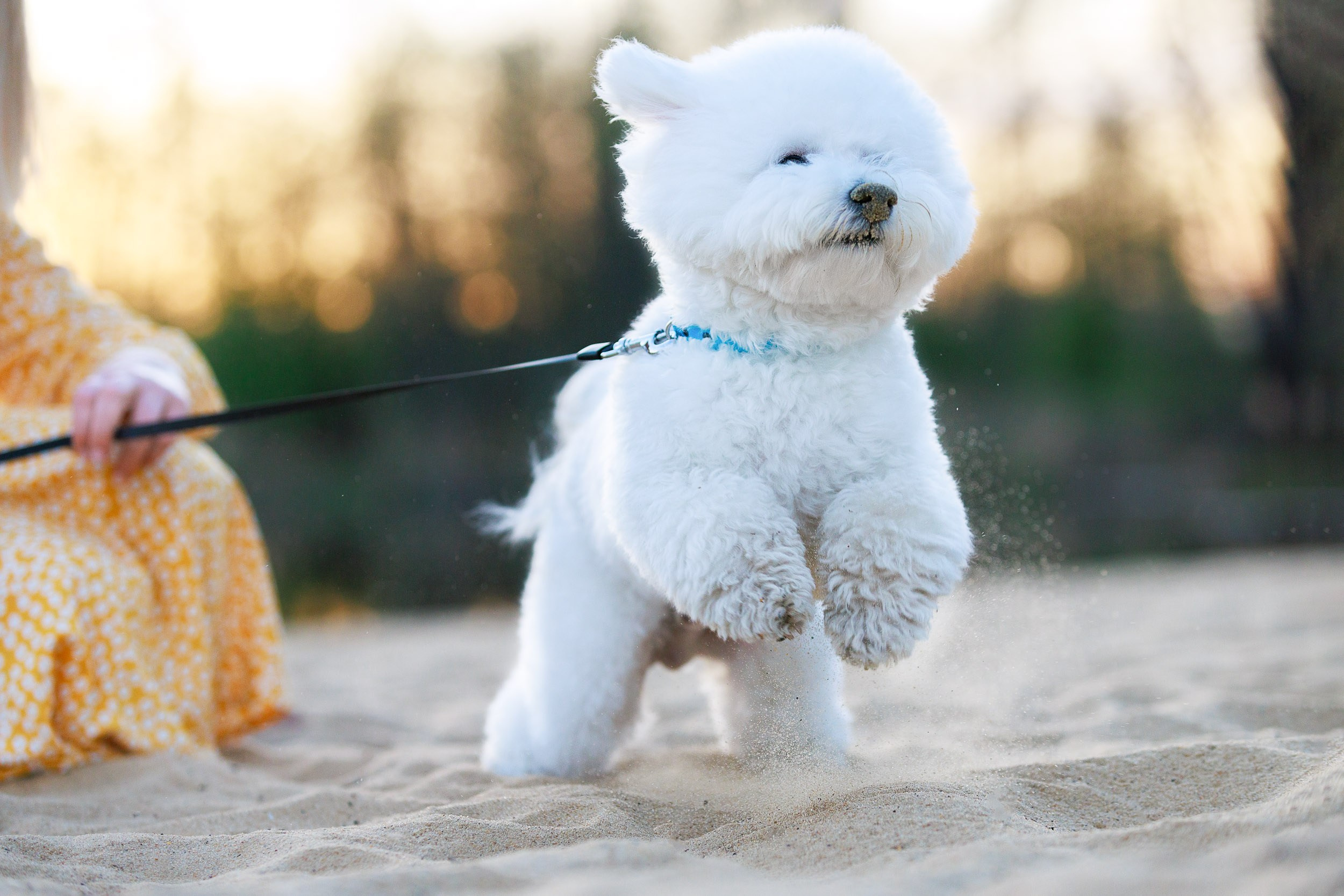 Фотосессия с тибетскими мастифами и бишон фризе. Фотограф-анималист в Москве и Московской области Татьяна Фролова