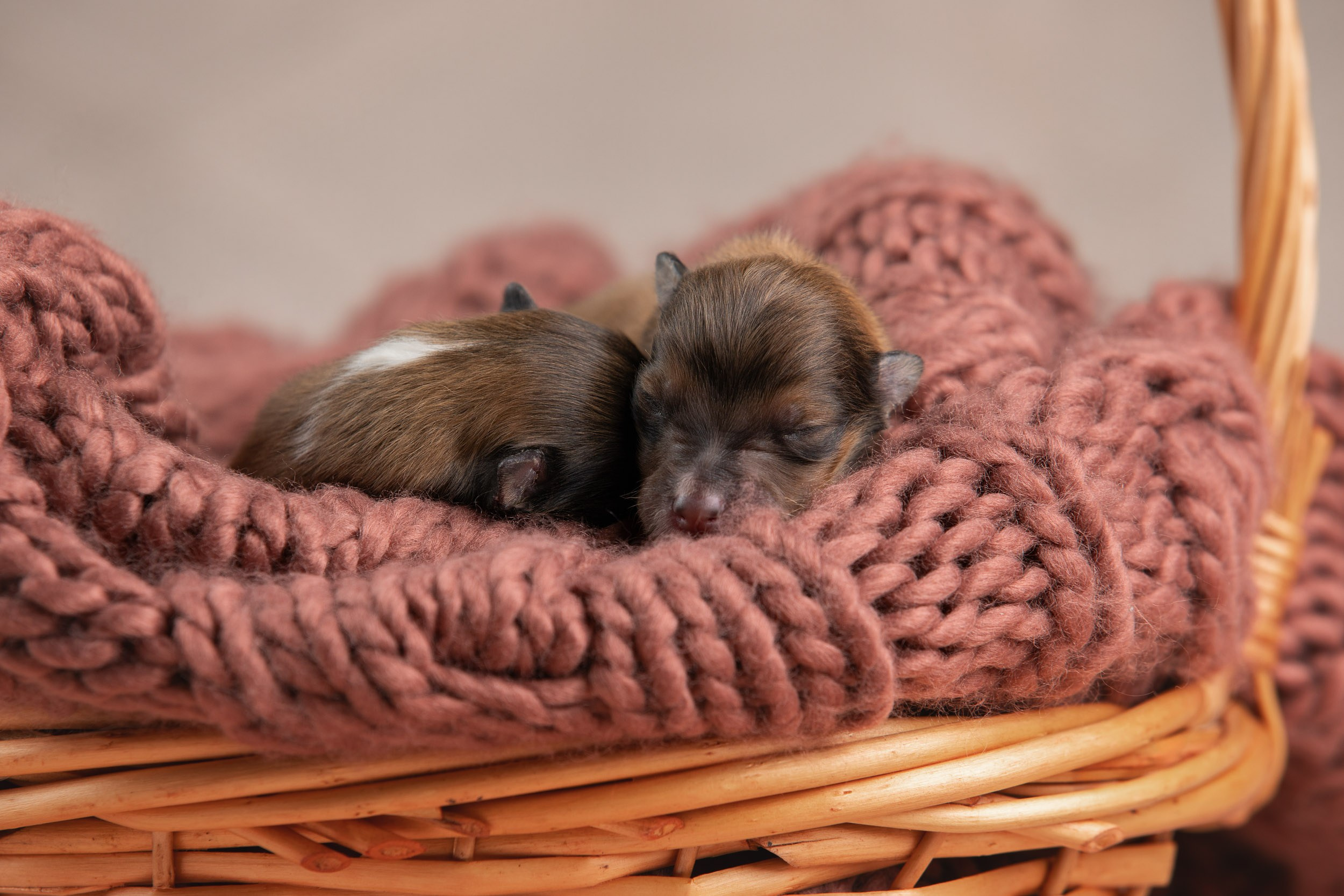 Ньюборн съемка для новорожденных щенков в доме заводчика. Фотограф-анималист в Москве и Московской области Татьяна Фролова