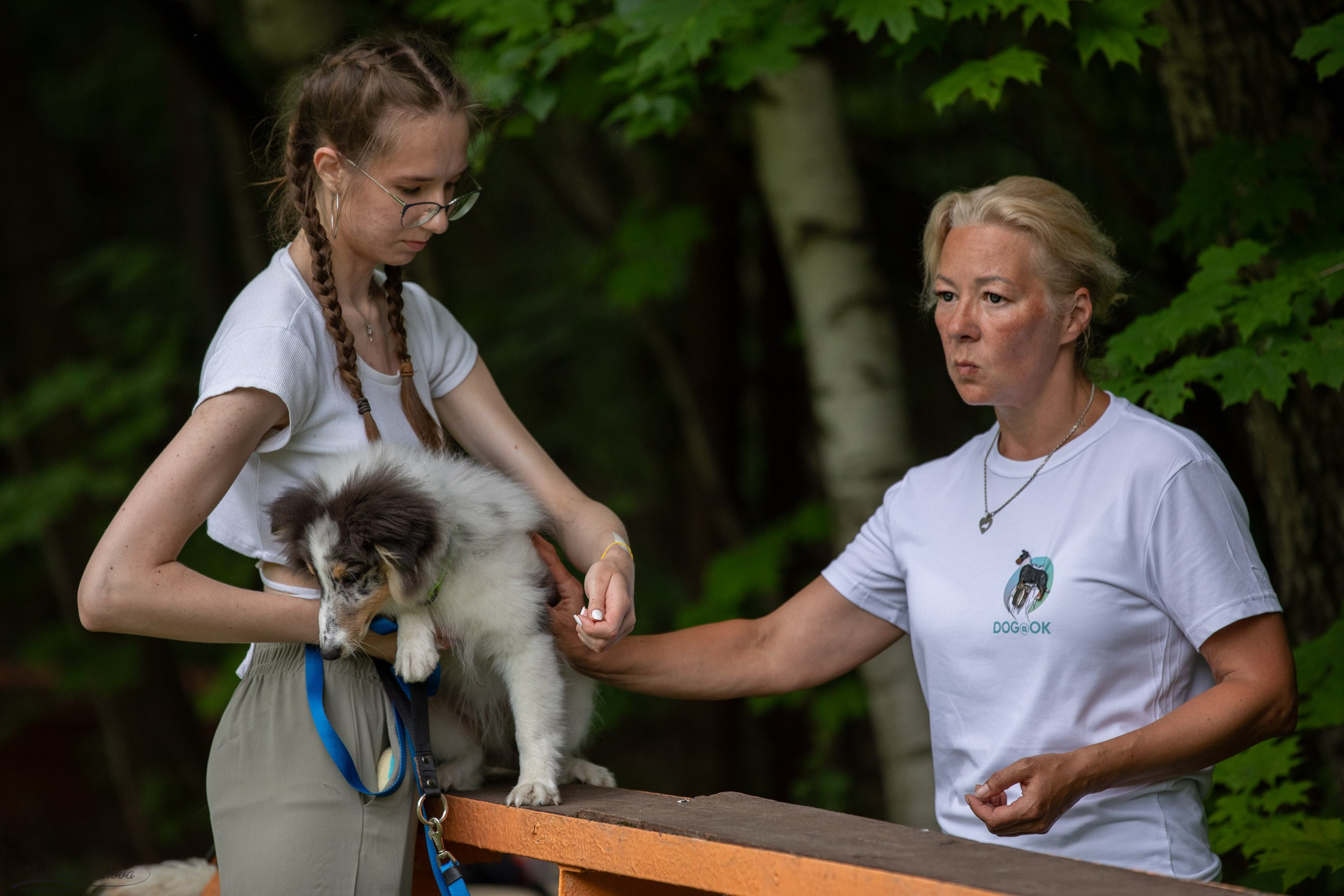 Репортаж с выводки молодняка колли/шелти в Ясенево. Фотограф-анималист в Москве и Московской области Татьяна Фролова