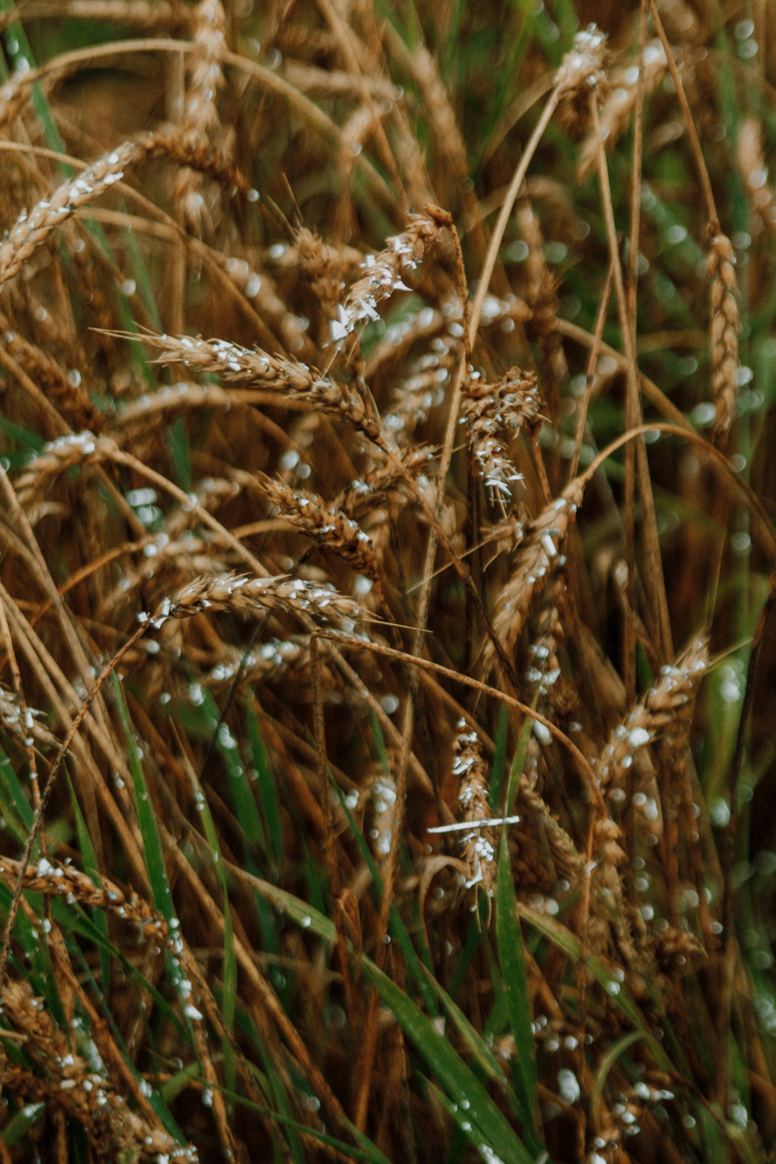 Настя & Оля & Настя. Свадебный и индивидуальный фотограф в Суворове Клюева Мария