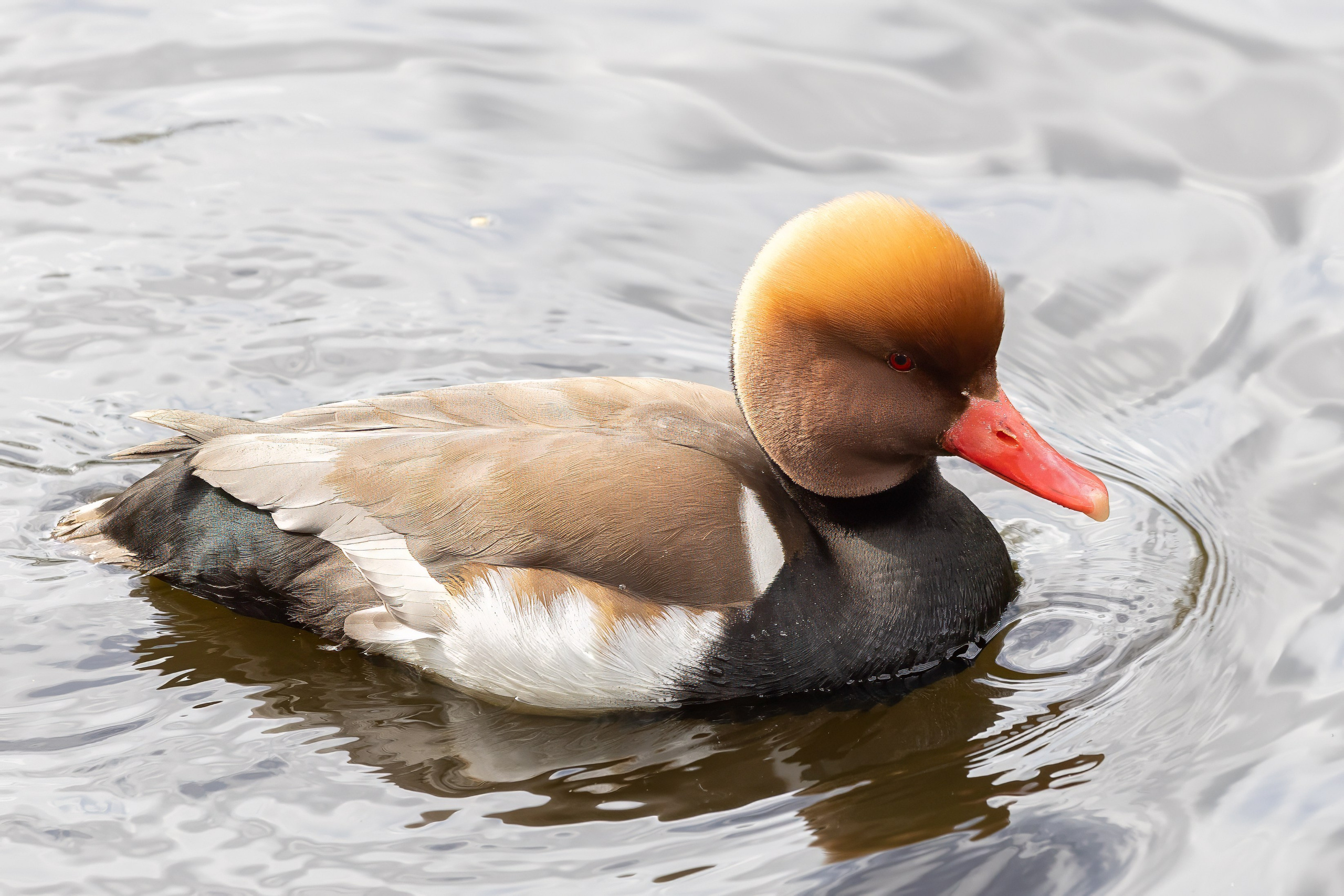 Зоопарк. Photomantis