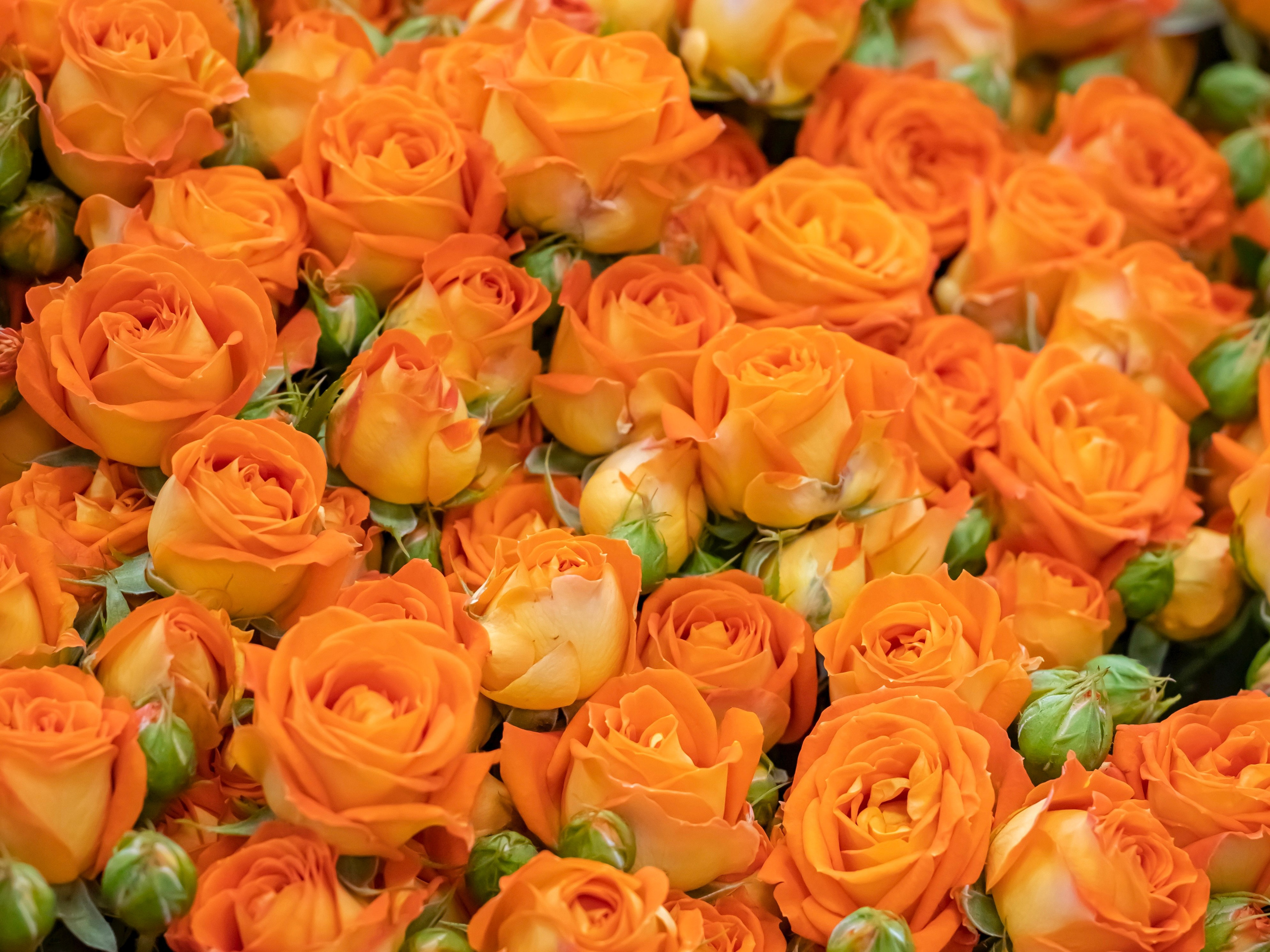 Цветы-Экспо 2023. Фотосессии и репортаж — Фотограф в Москве — Рина Серёгина