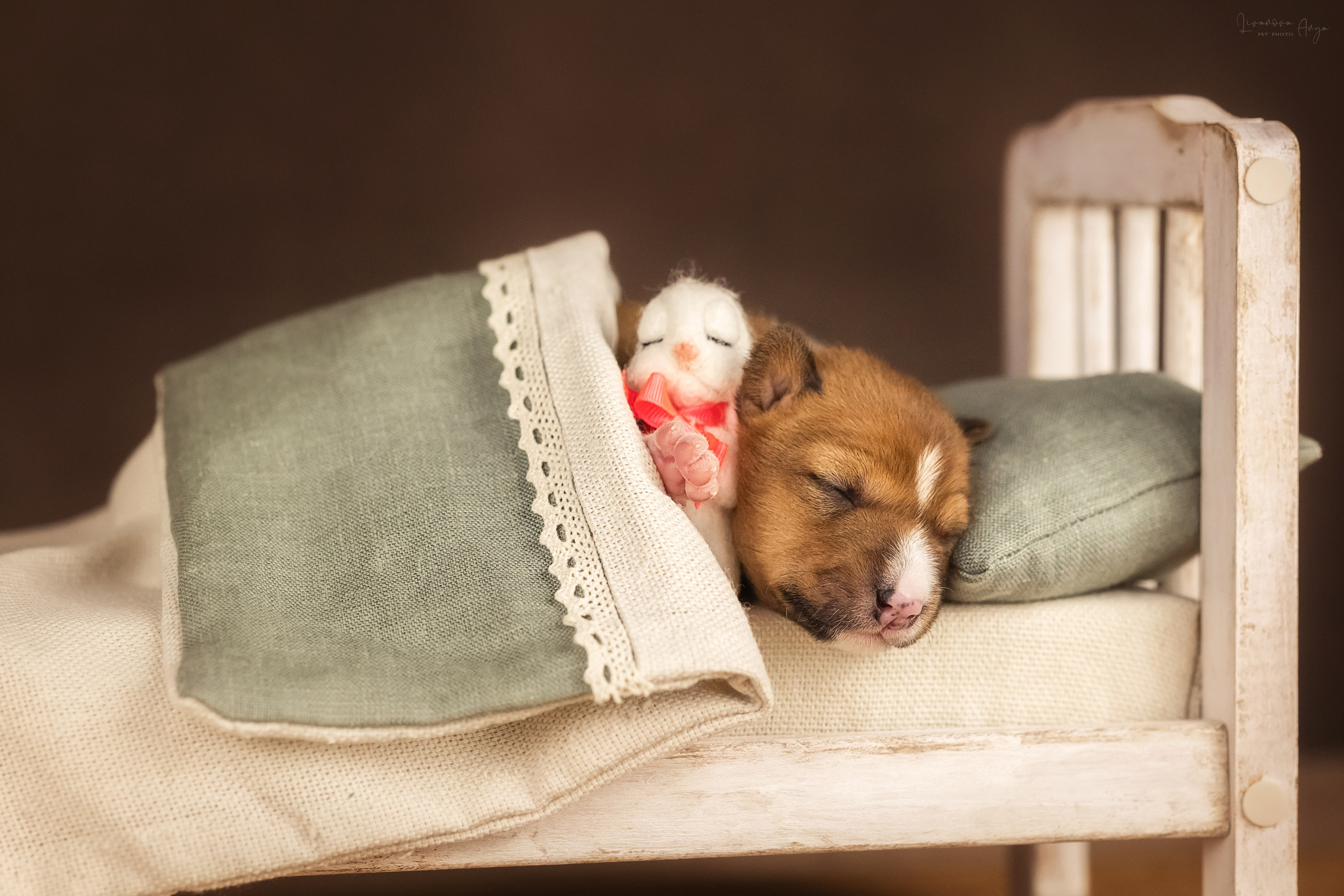 Басеньки. Фотограф анималист Аня Ливанова | Рыбинск