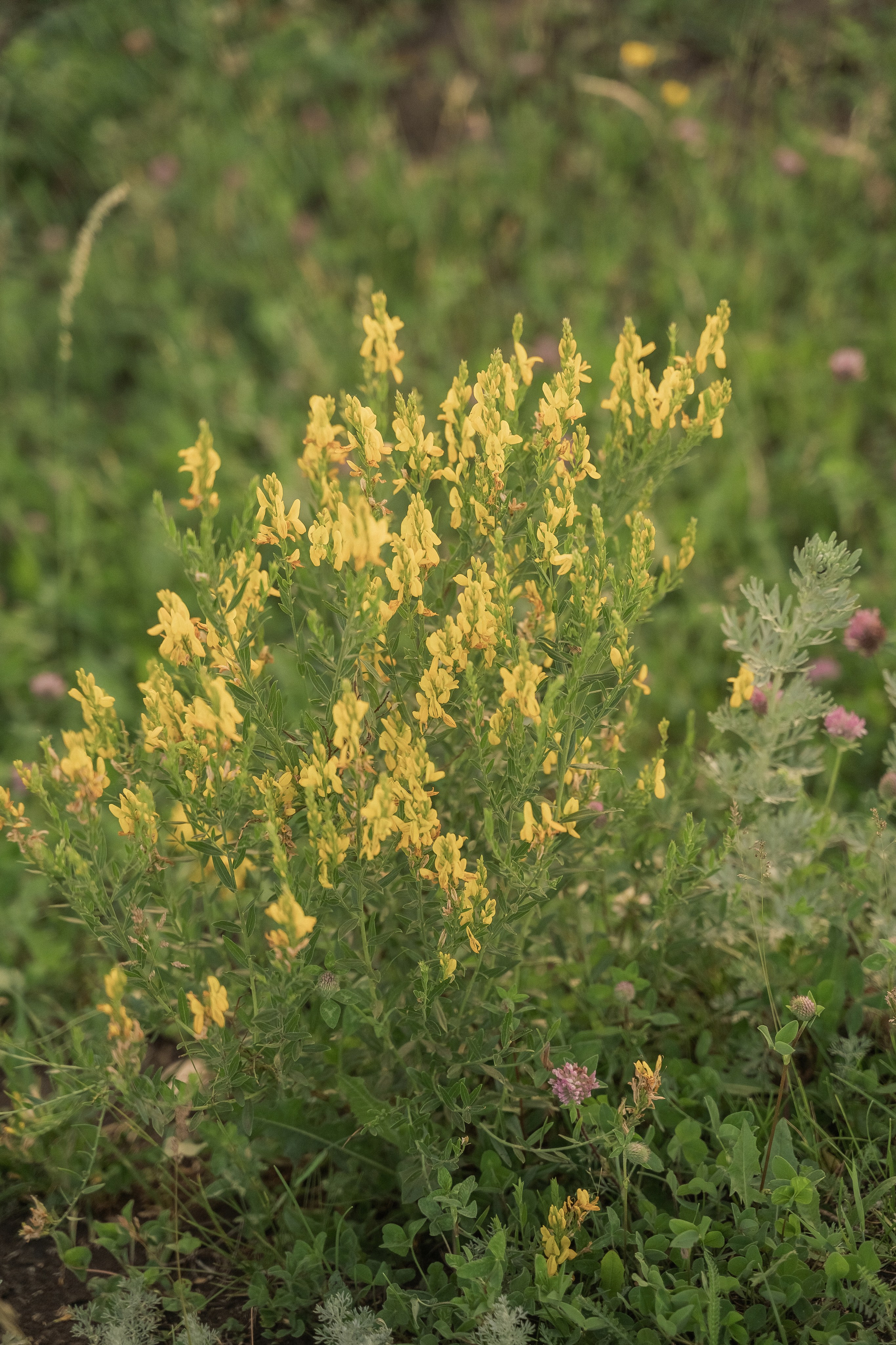 Гульнара Фидус Ясмина Юсуп. Свадебный семейный фотограф Ксения Божко Уфа Раевка никах в Нарыстау