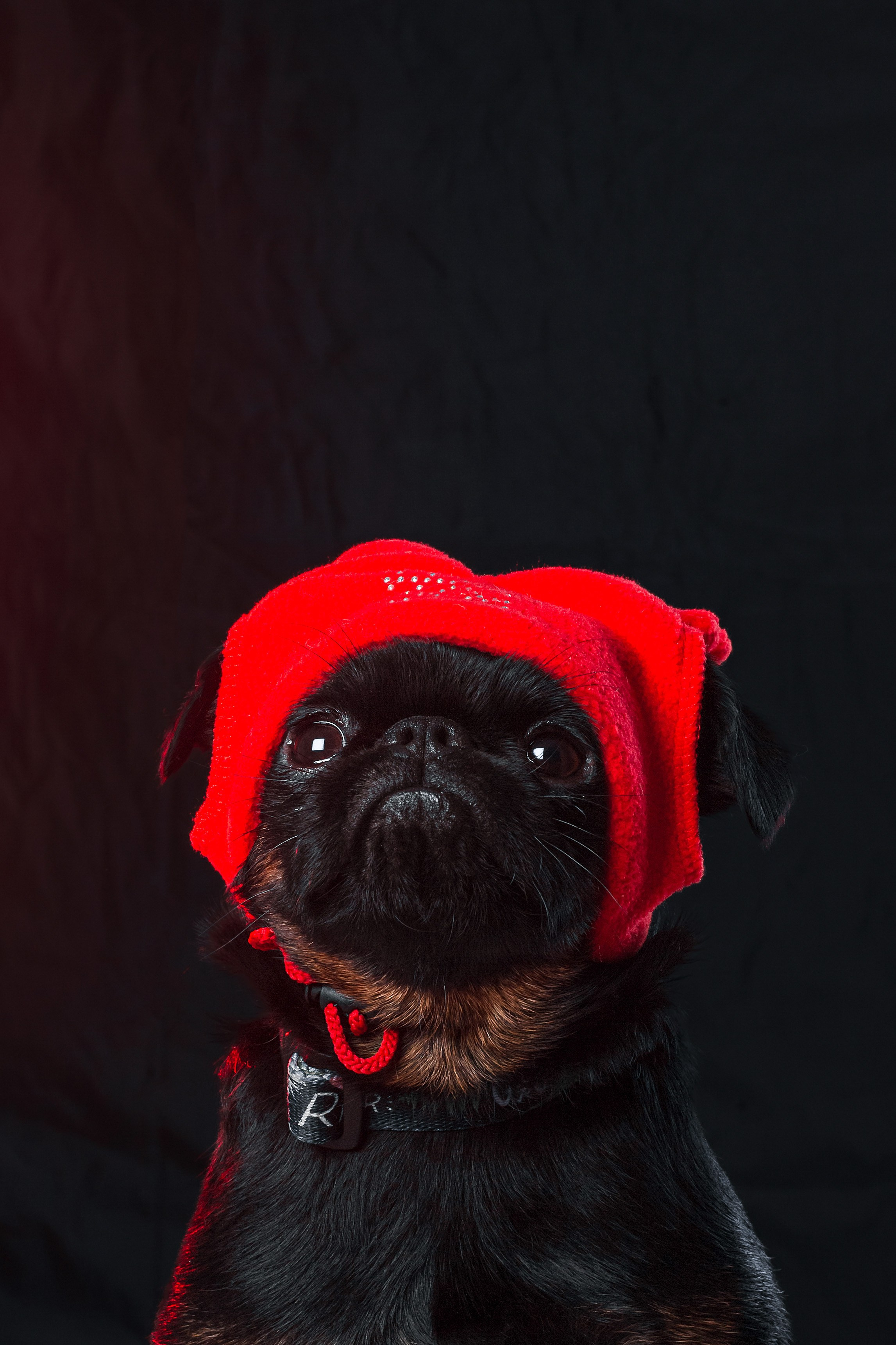 Студийная фотосессия с цветным светом. Фотограф-анималист Татьяна Степанова