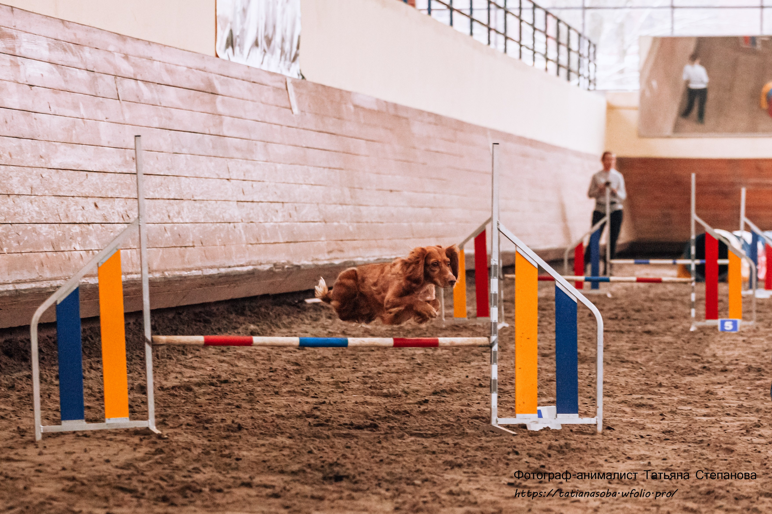 Соревнования по Аджилити 25.02.2024. Фотограф-анималист Татьяна Степанова