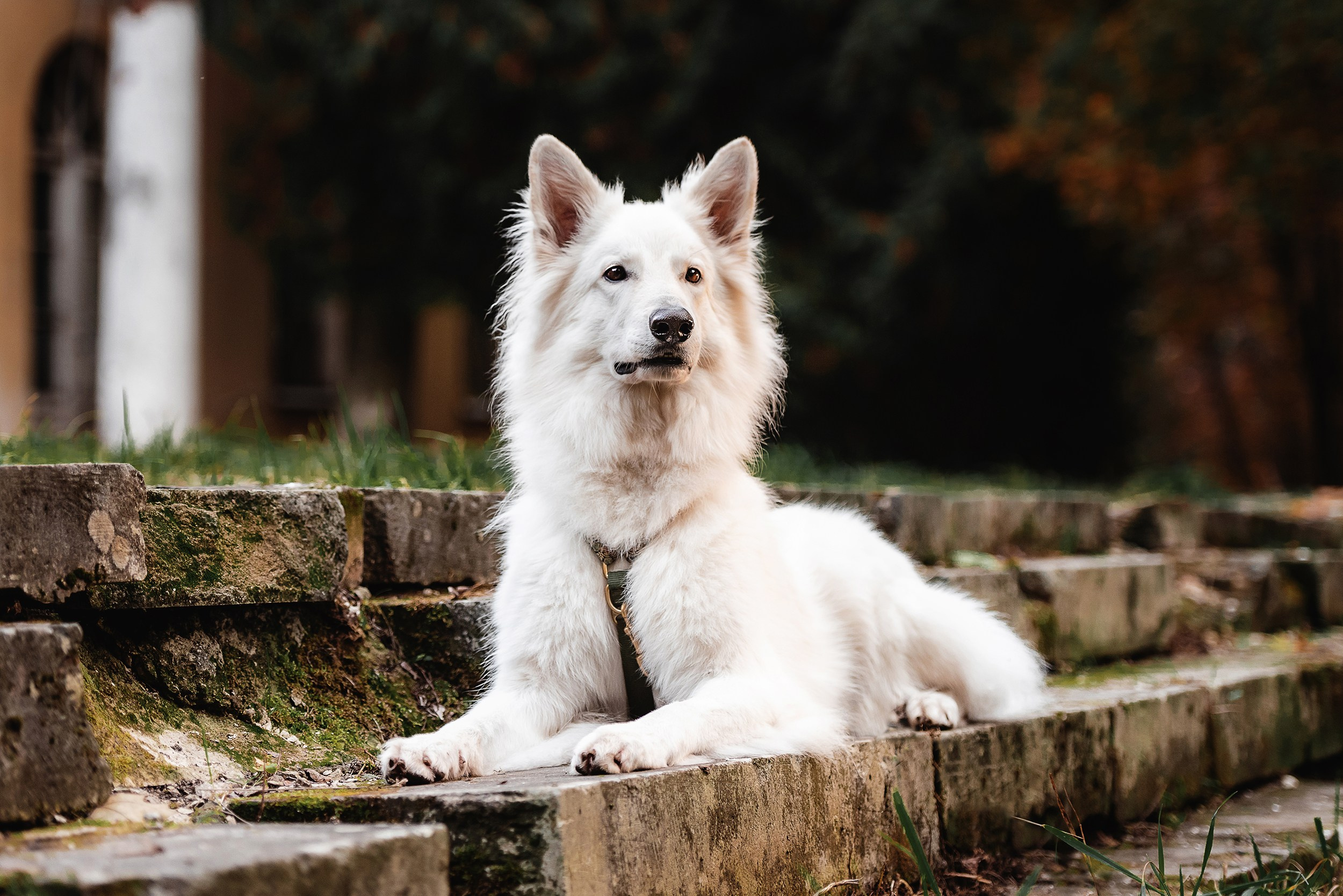 Катя и Джек. Семейный Фотограф в Москве Ирина Хохлова