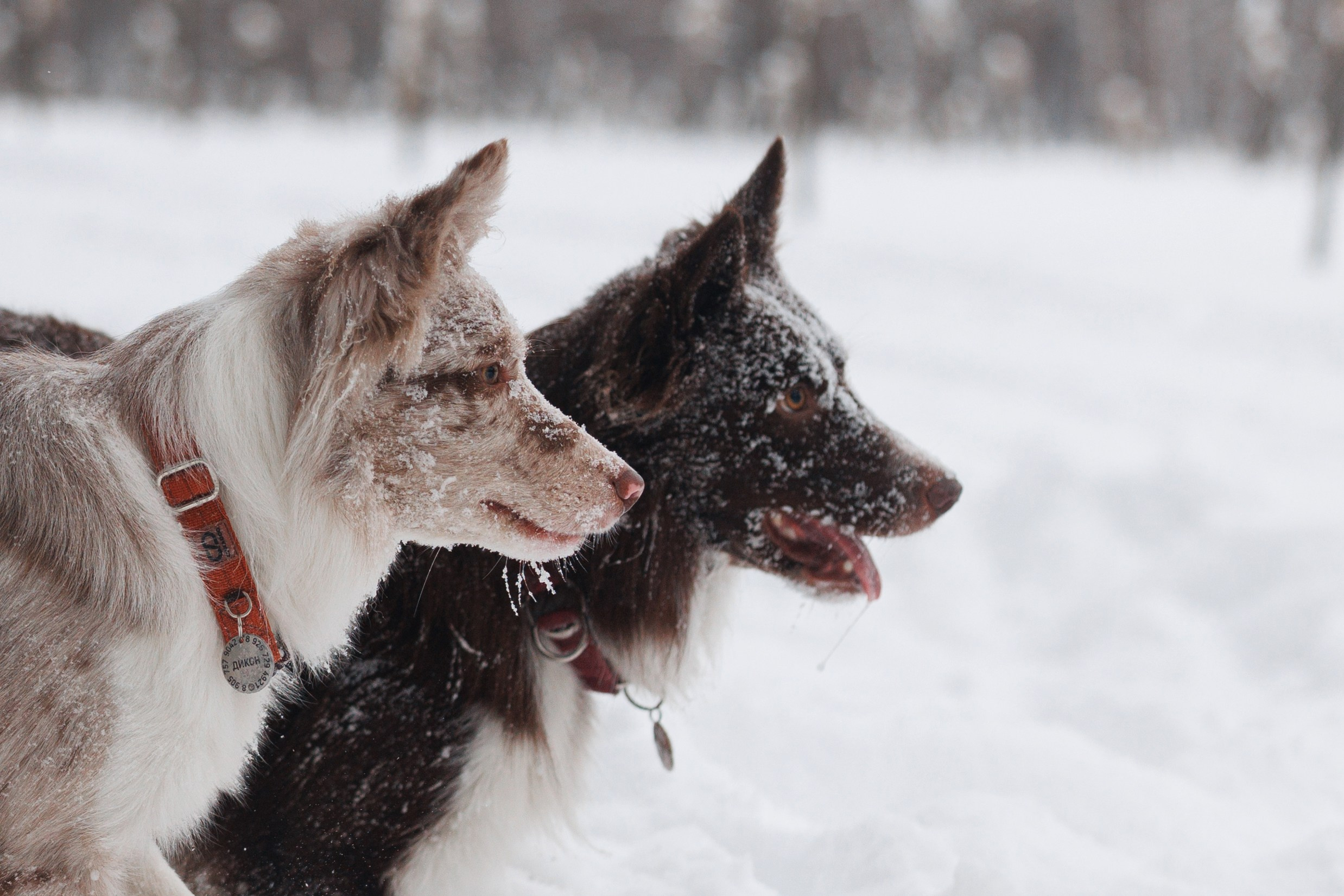 Даша и компания. Фотограф анималист Кристина Карпова, Москва