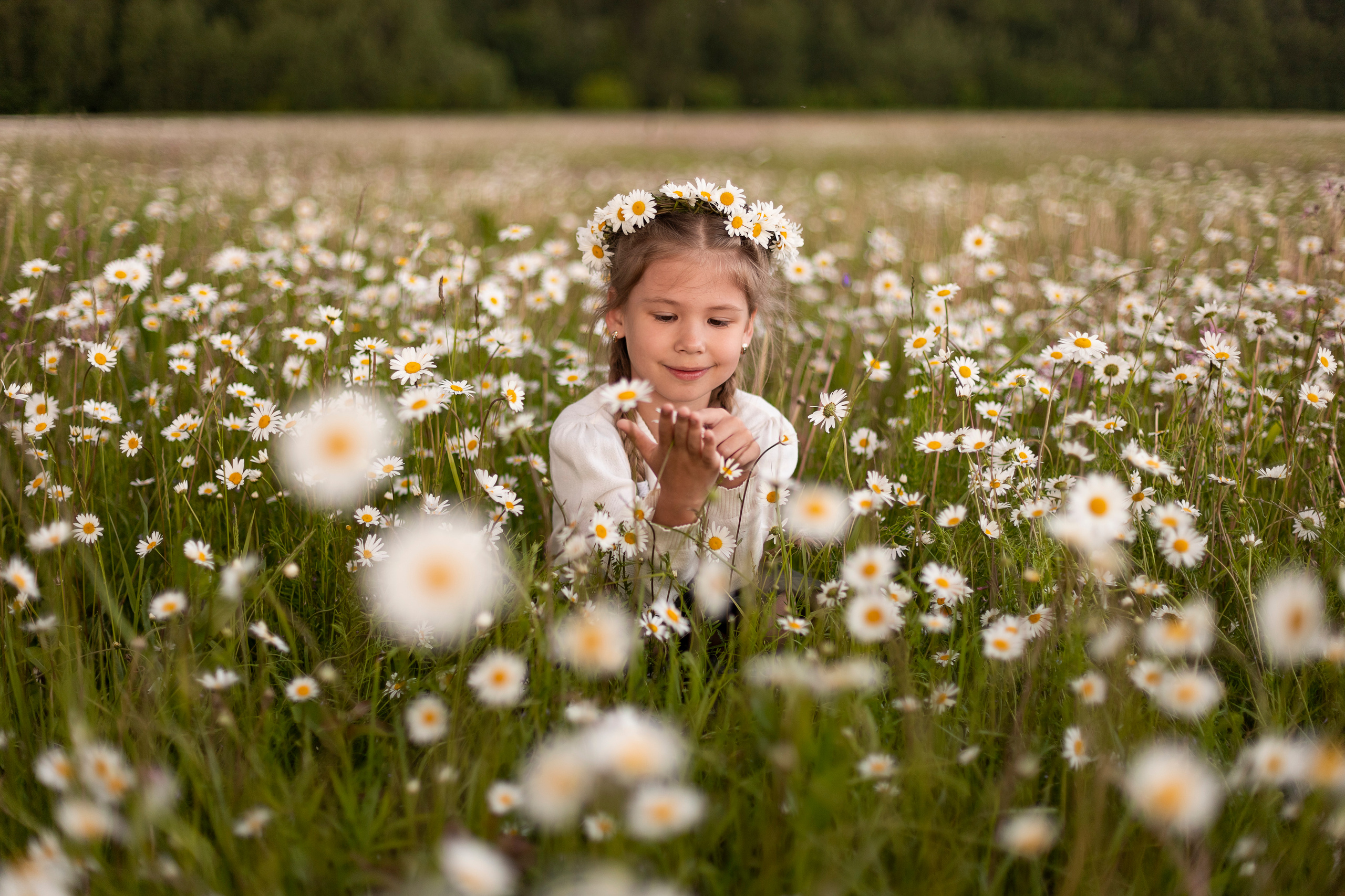 Ромашки. Юлия Разваркина фотограф Подольск