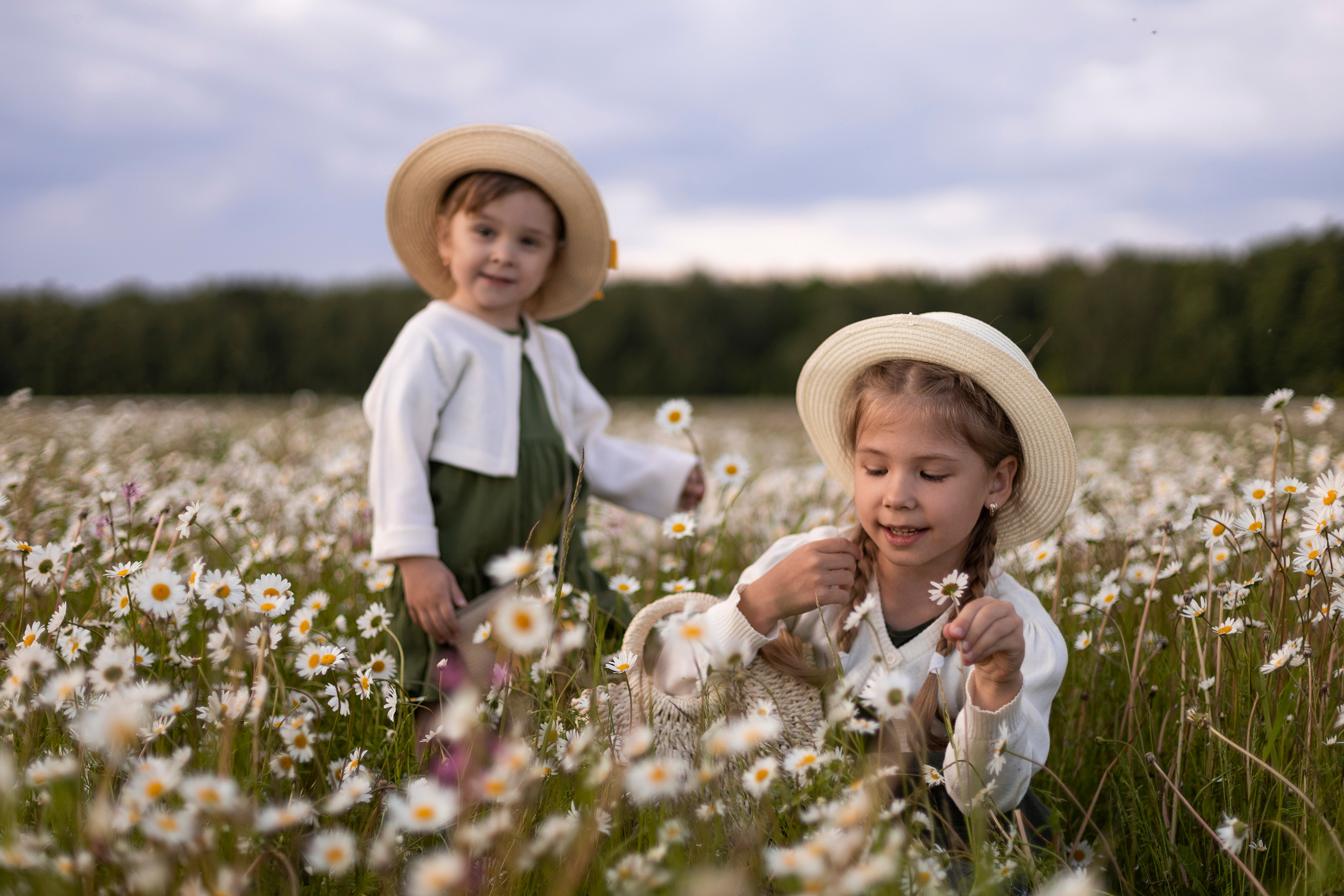 Ромашки. Юлия Разваркина фотограф Подольск