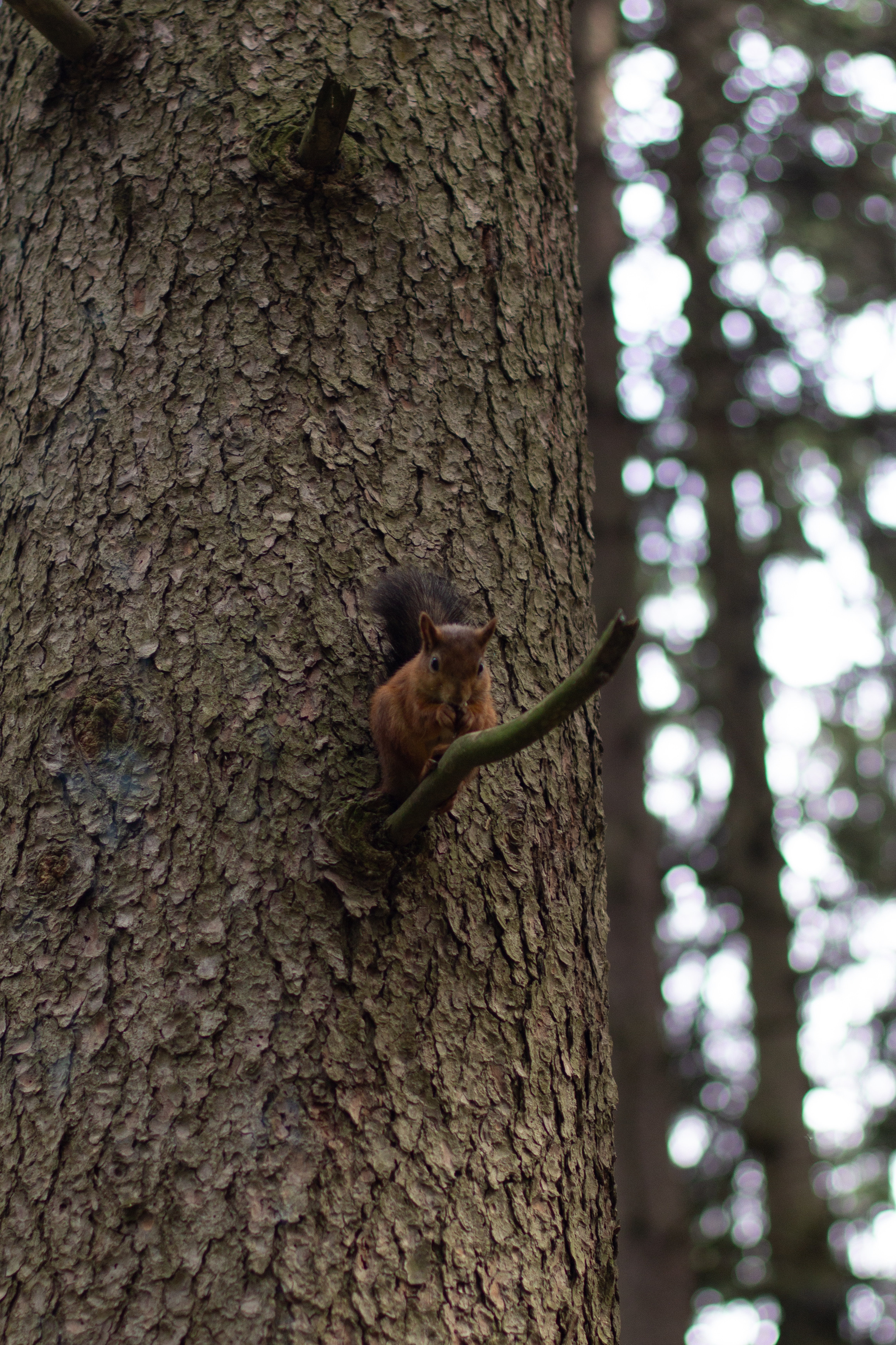 Девочки и белочки. Юлия Разваркина фотограф Подольск