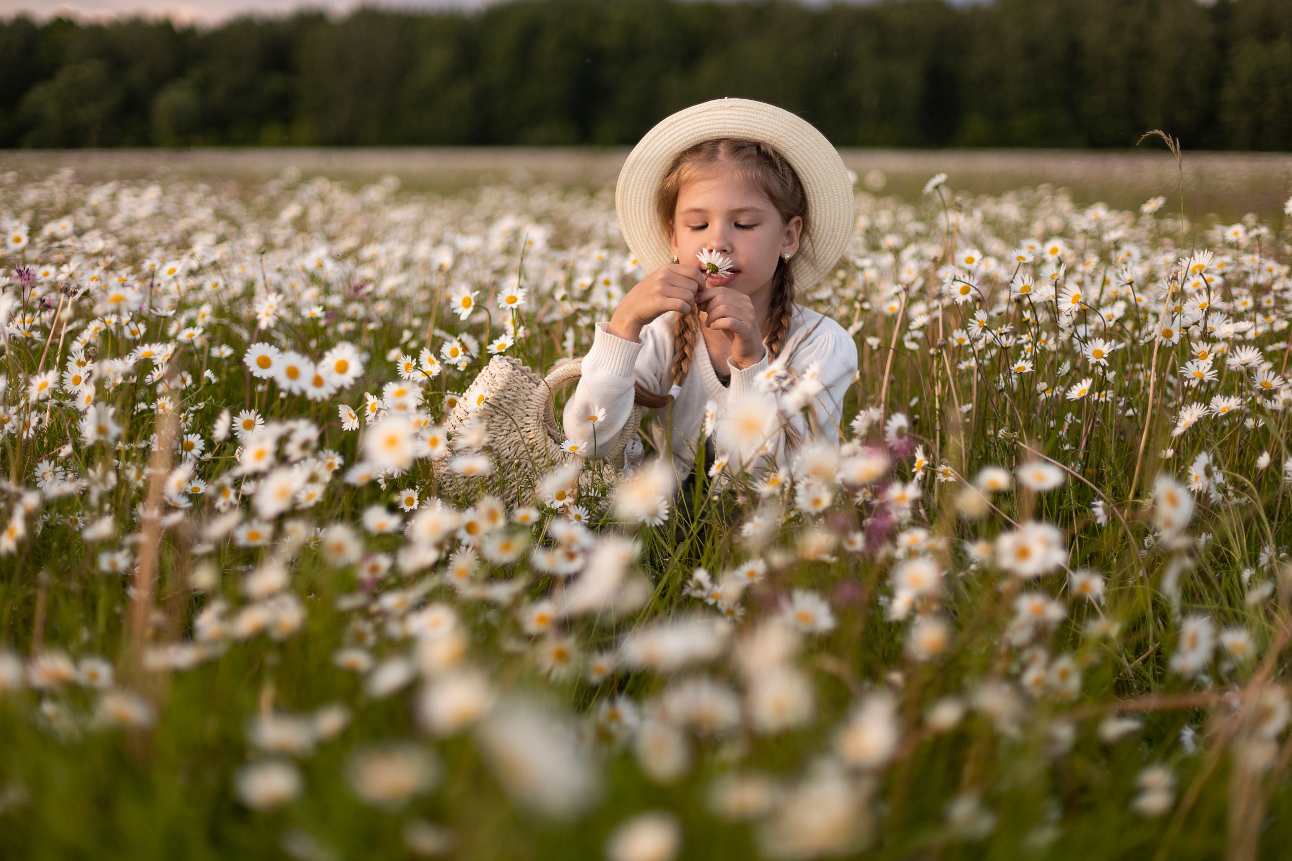 Ромашки. Юлия Разваркина фотограф Подольск