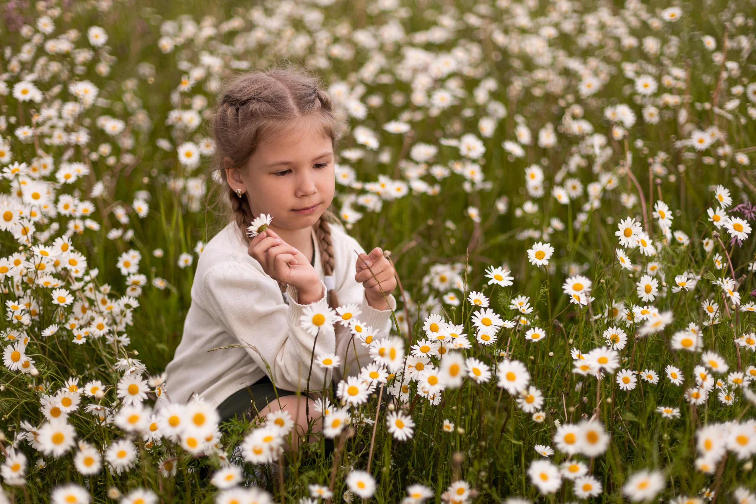 Ромашки. Юлия Разваркина фотограф Подольск