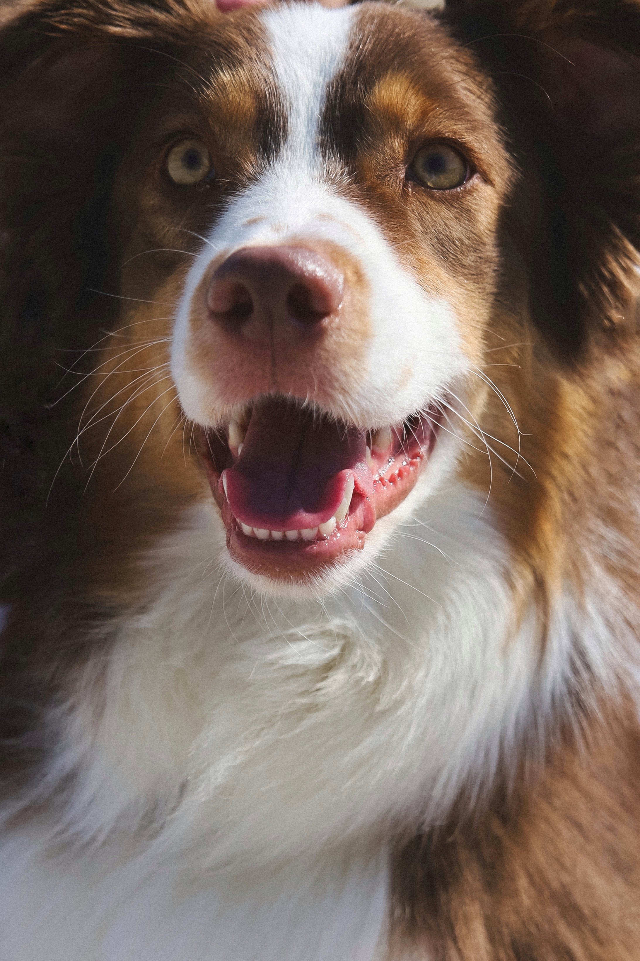 С собаками. Фотограф в Серпухове и Тарусе Ксения Царёва