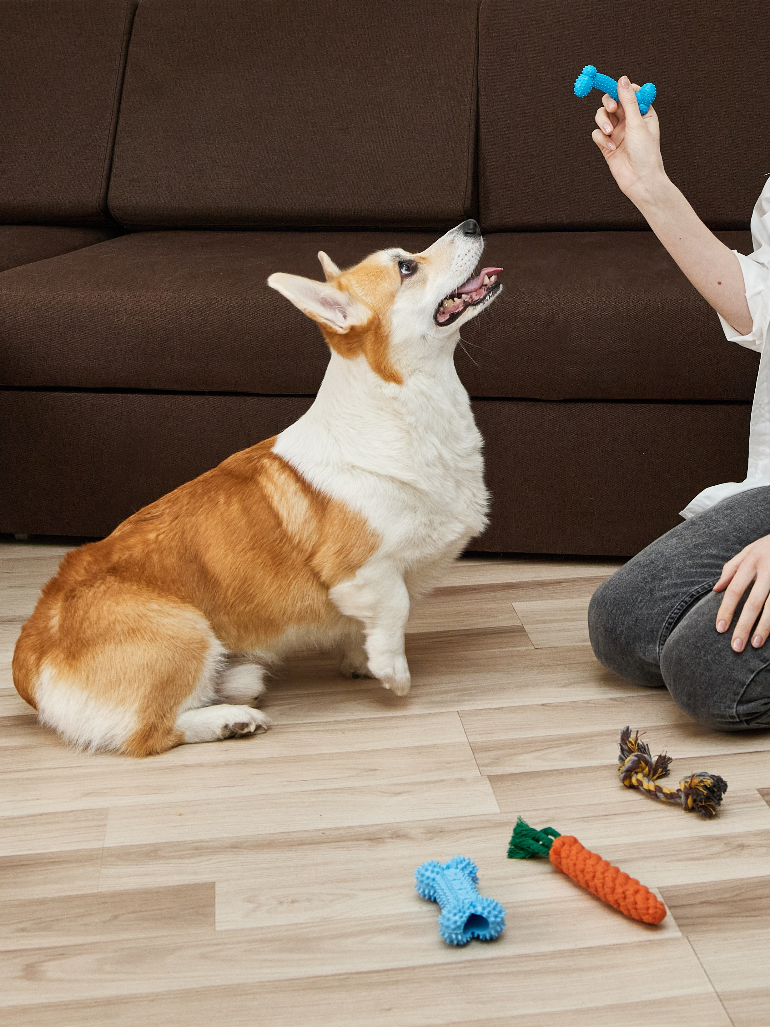 Животные. Коммерческий фотограф Дарья Зорина