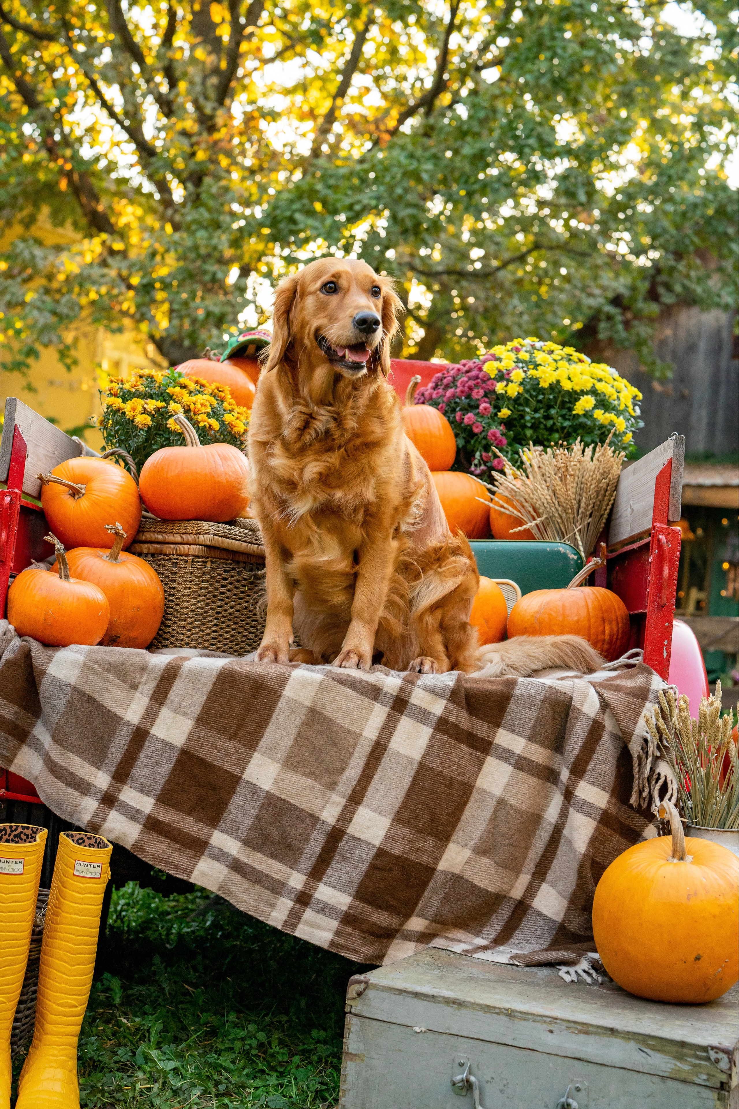 Осенняя Love Story. Ваш фотограф Tetiana Kolos, найду самый удачный ракурс и словлю момент