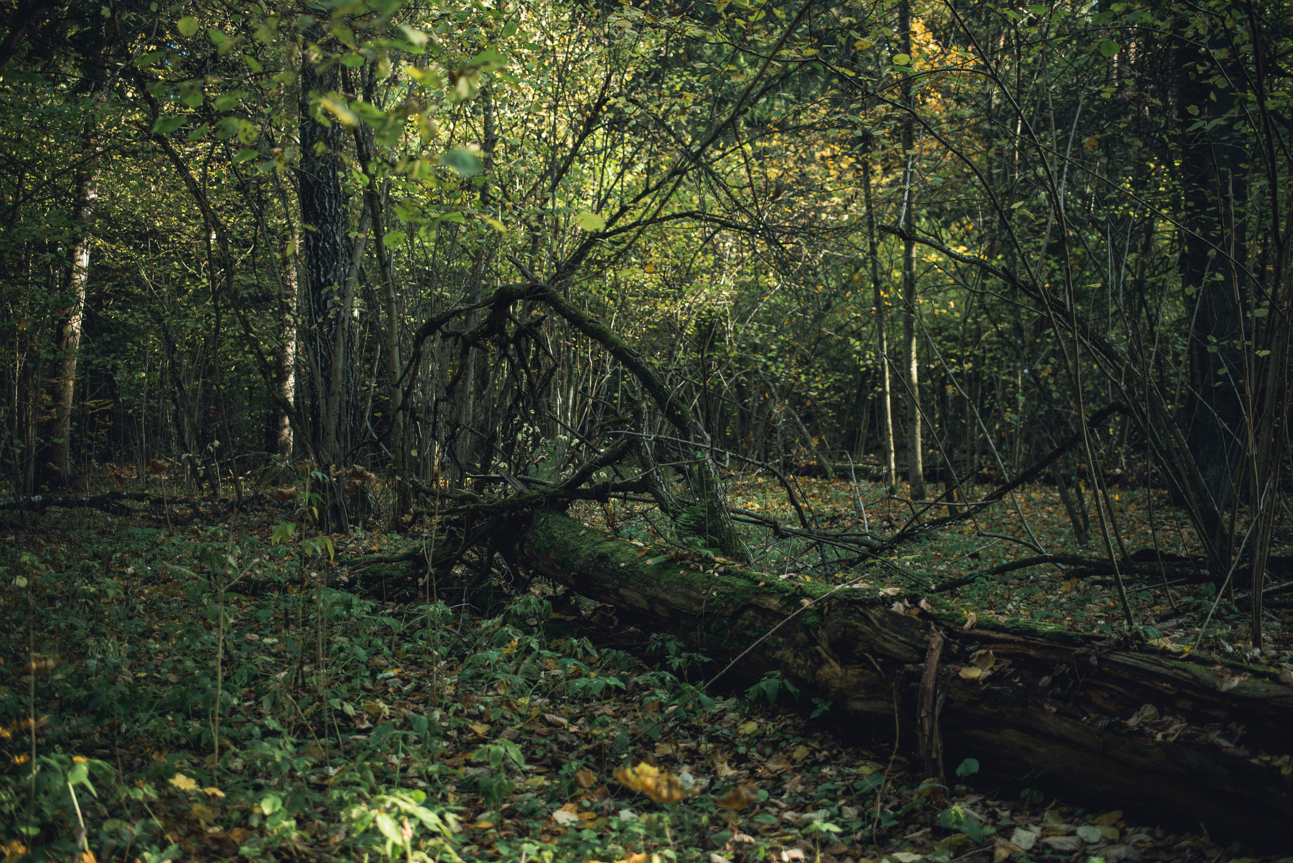 Being (study progect). Фотограф в Москве Алейникова Евгения