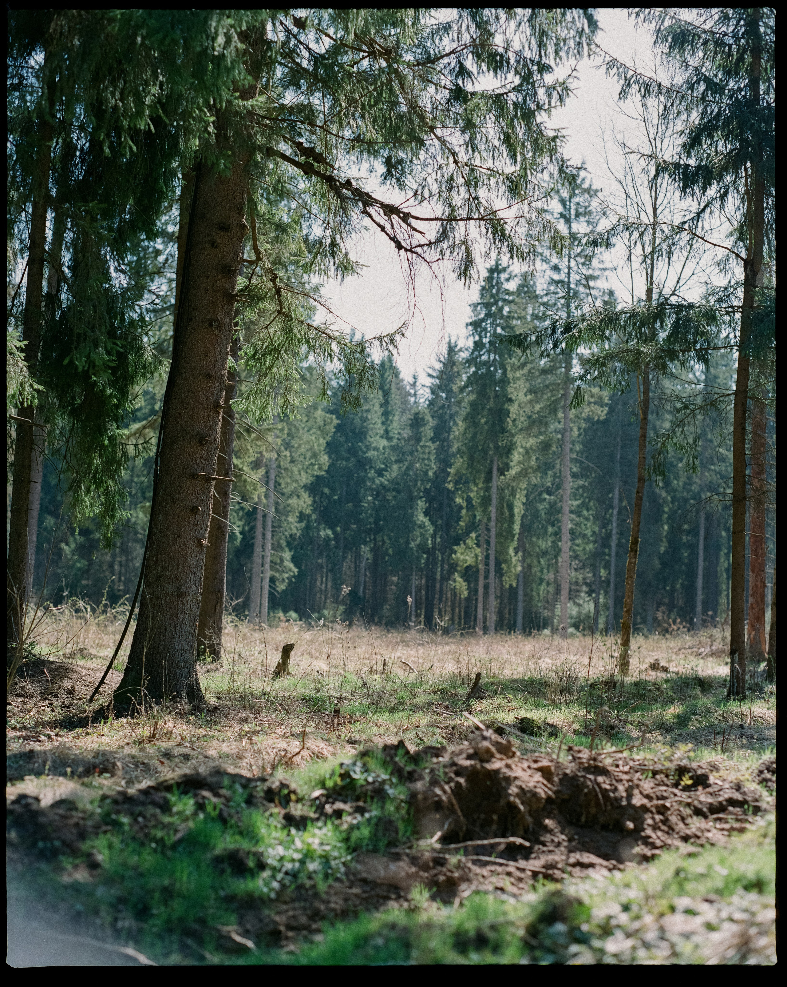 Pentax 67 — SMC Pentax 67 105 mm f/2.4 | Fujicolor Pro 400H | Давыдовское 3 мая 2025 года