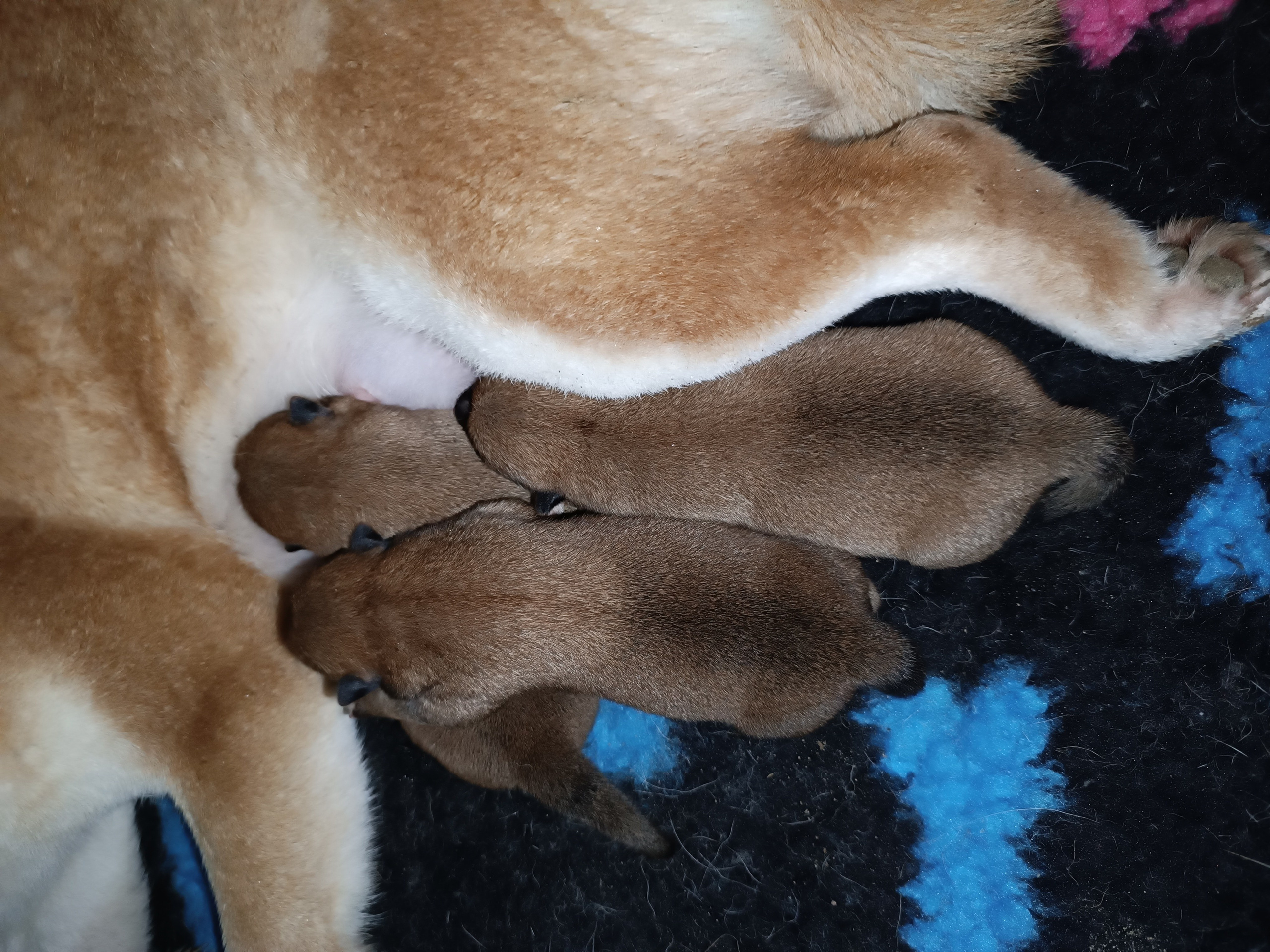 сиба питомник Рубилайт щенки на продажу rubylight  сиба щенки купить СПб Санкт-Петербург 