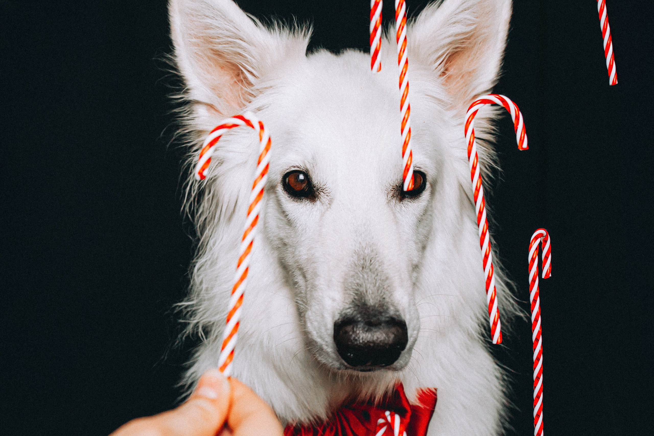 Джек, Бет и Кову