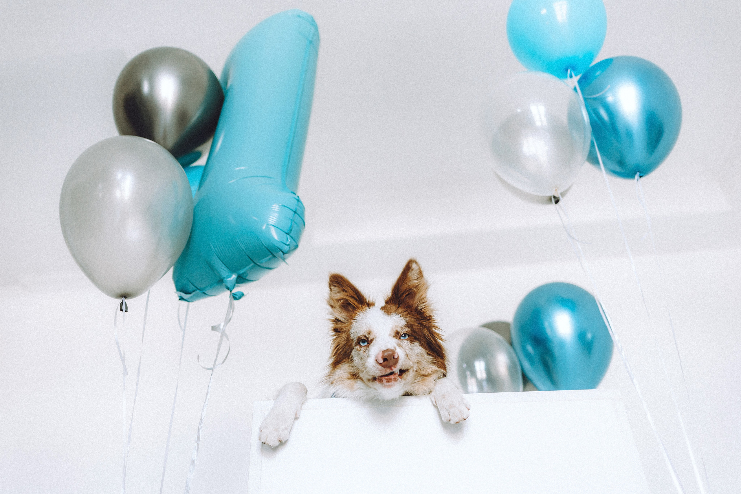 День рождения Айко