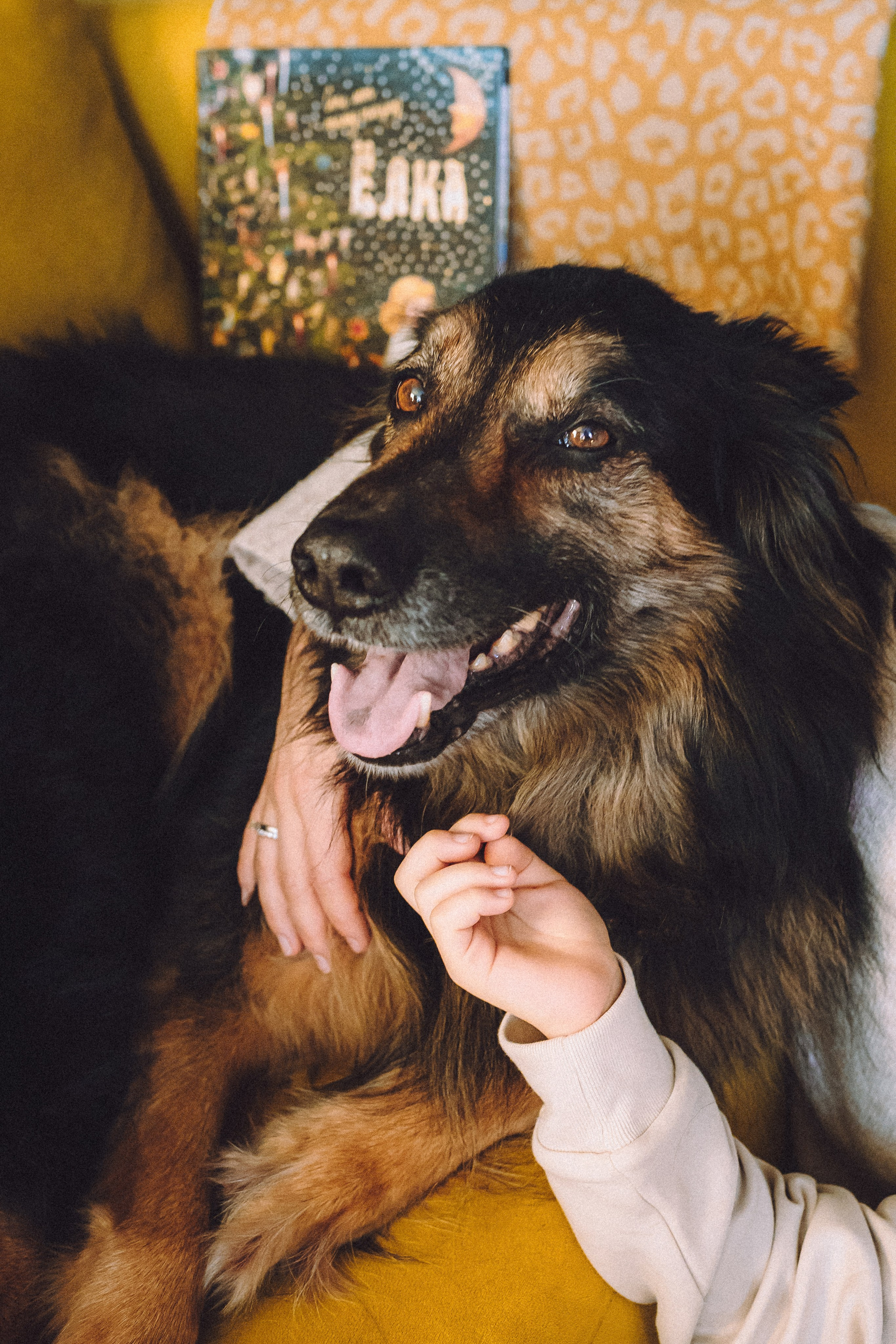 Плюш, Айса и их семья