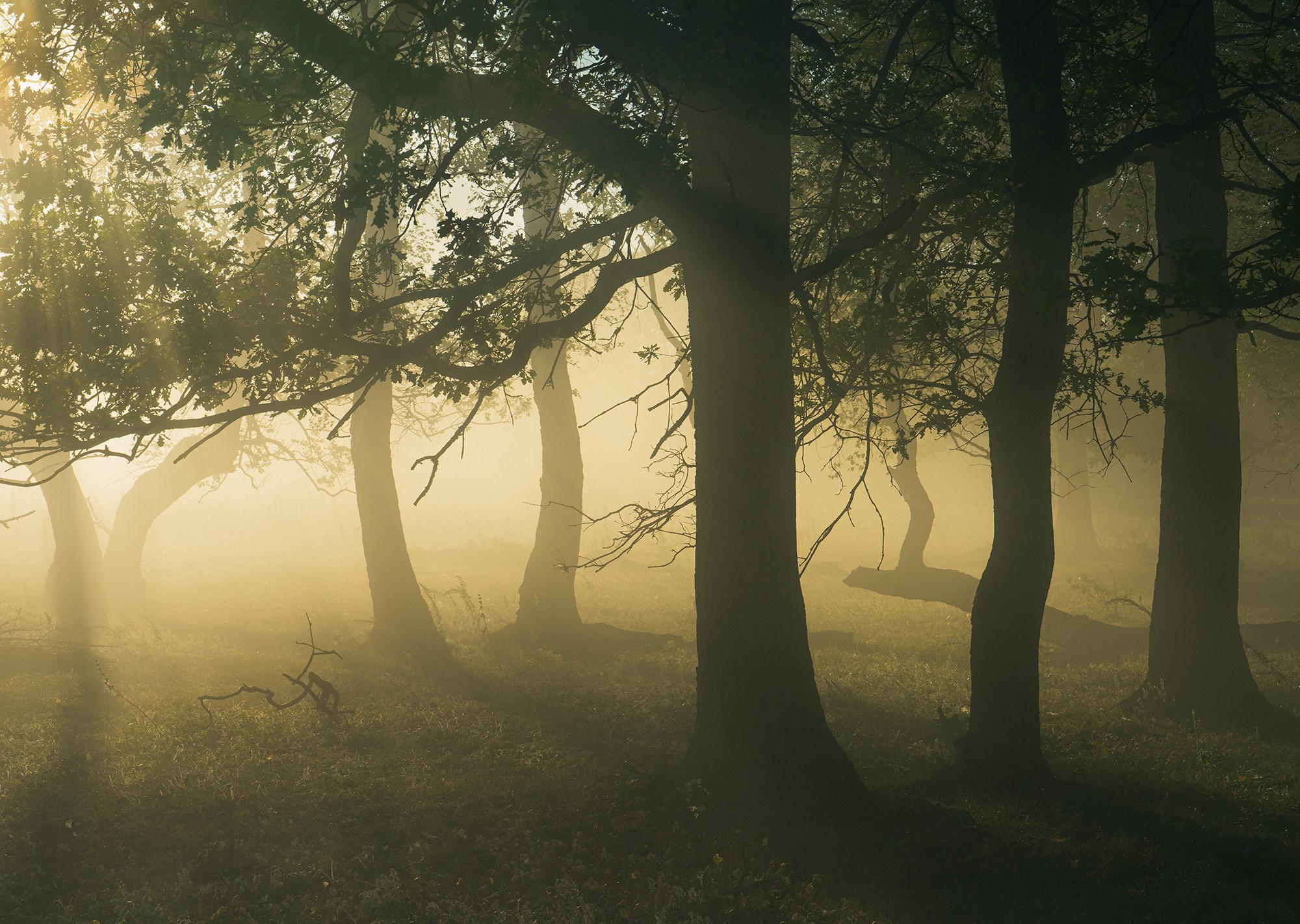Лето, лес, деревья…. Пейзажный фотограф Руслан Лукманов