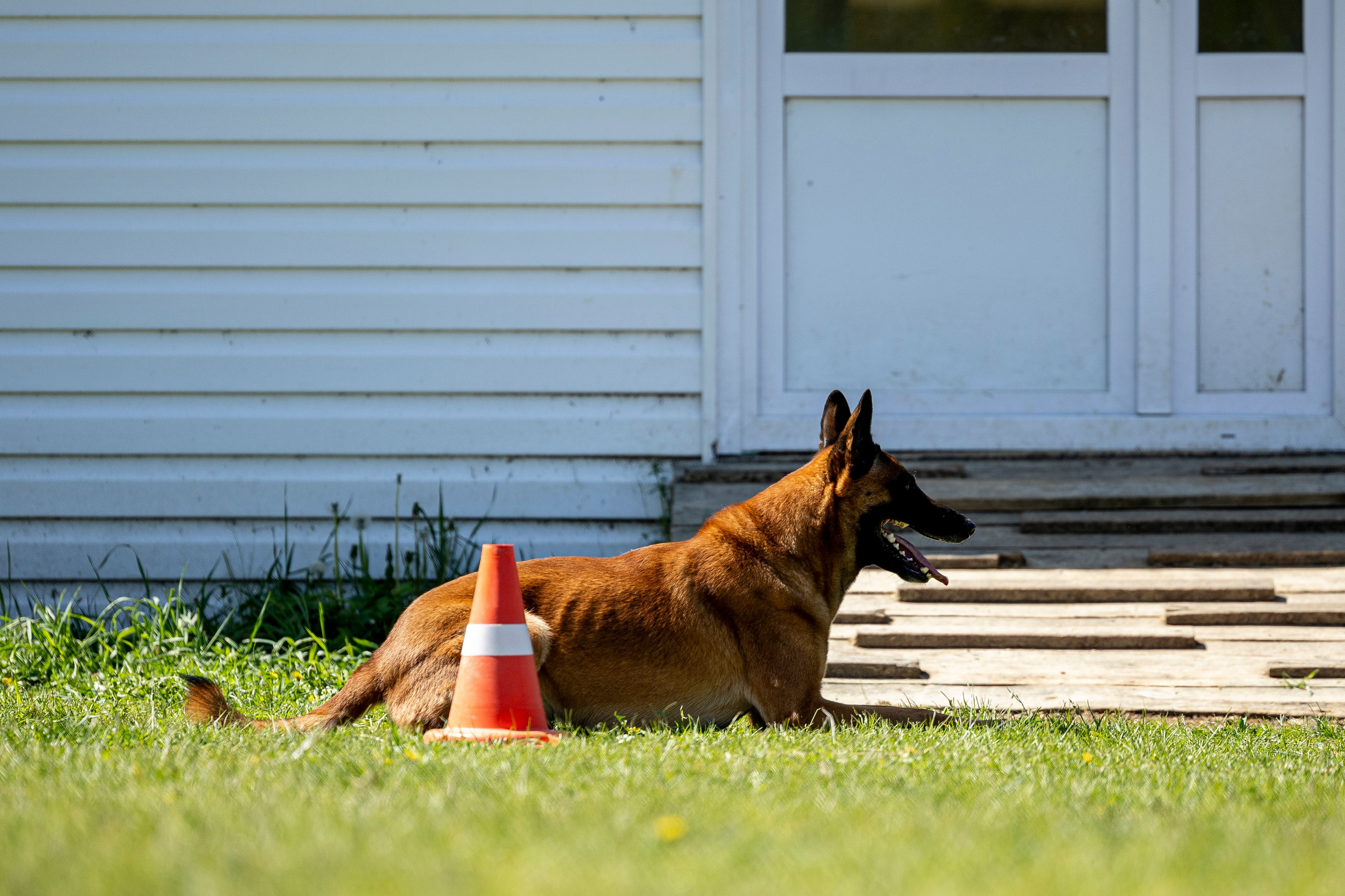 Испытания по мондьорингу в Нижнем Новгороде. Фотограф-анималист Анна Маринич