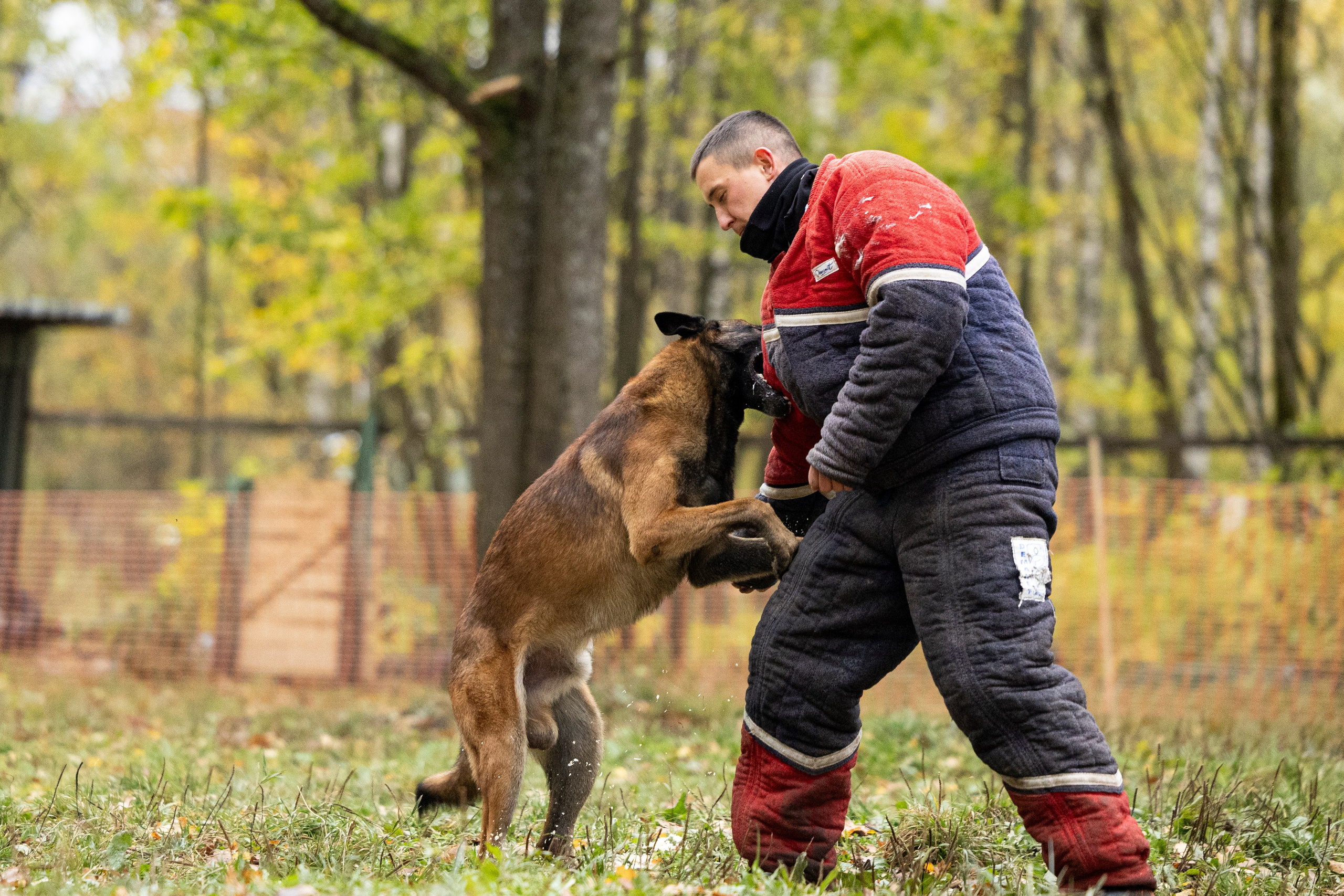 Соревнования по Мондьорингу г. Вологда. Фотограф-анималист Анна Маринич