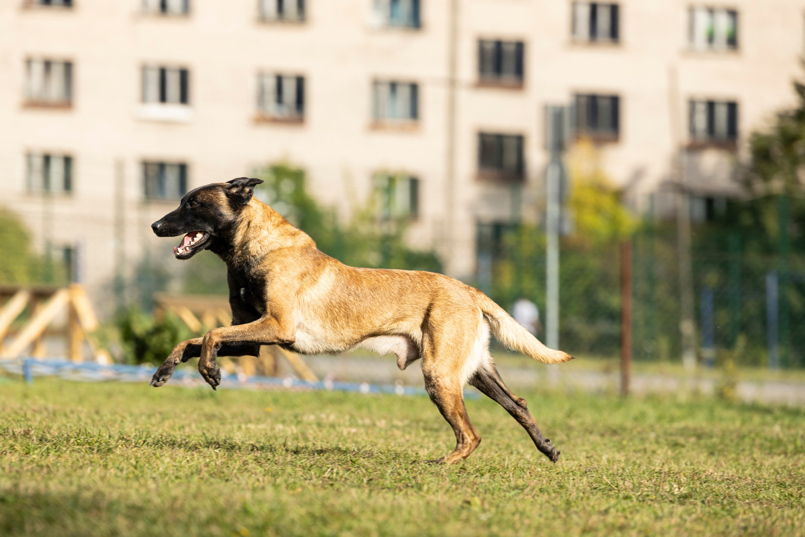 Испытания по Мондьорингу г. Пушкин. Фотограф-анималист Анна Маринич