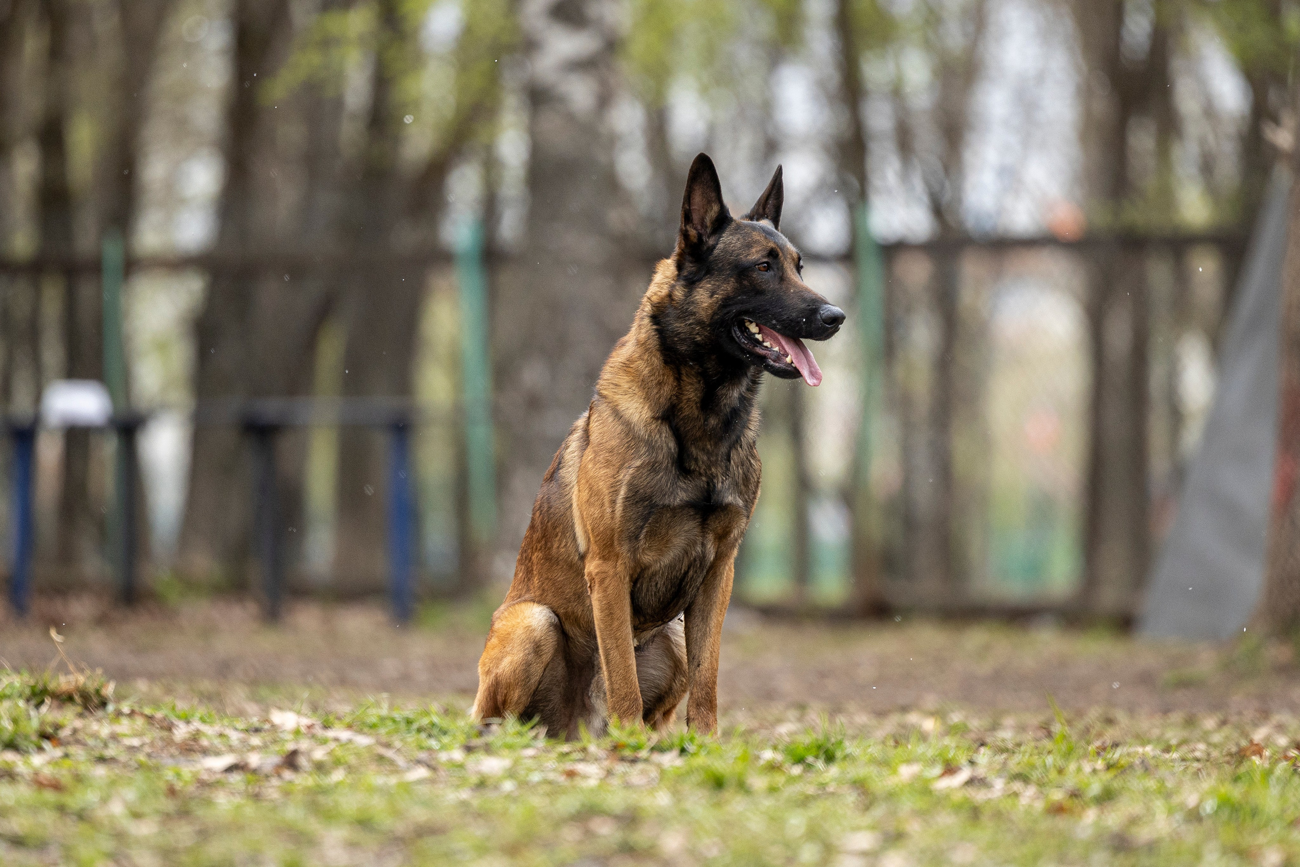 Квалификационные состязания по мондьорингу г. Вологда 11.05.24. Фотограф-анималист Анна Маринич