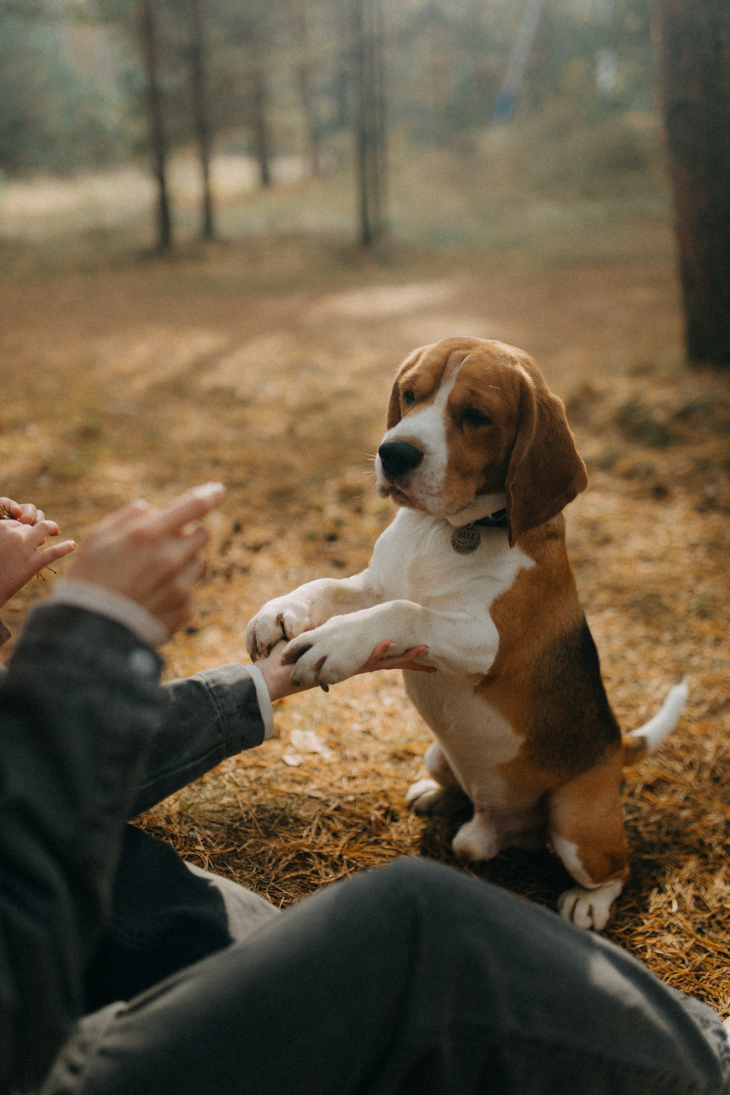 Ксюша & Федя. Прогулка с Лайдом. Фотограф НОГИНСК, Москва, Анастасия Белая